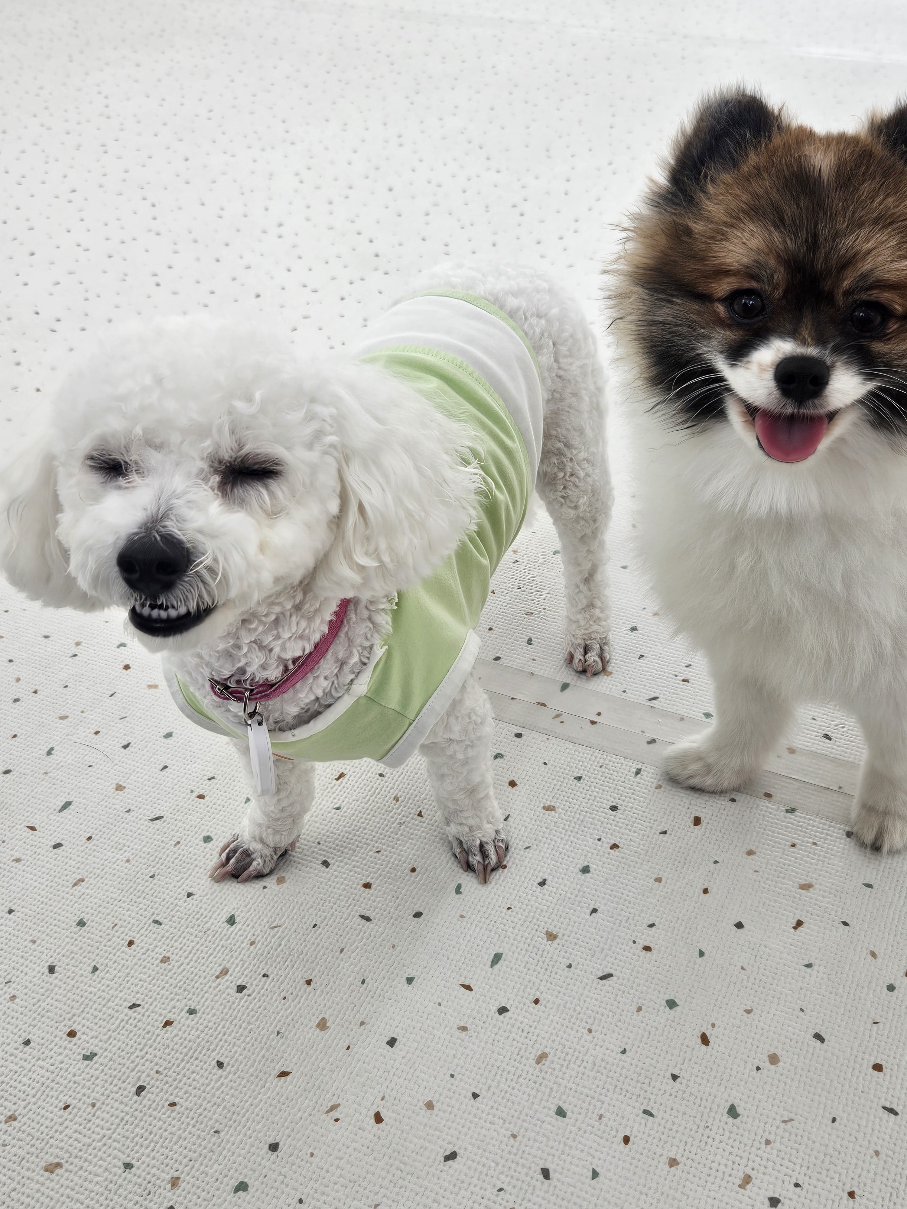 다온(푸양이) & 누림(양이) 잘 놀고 있습니다