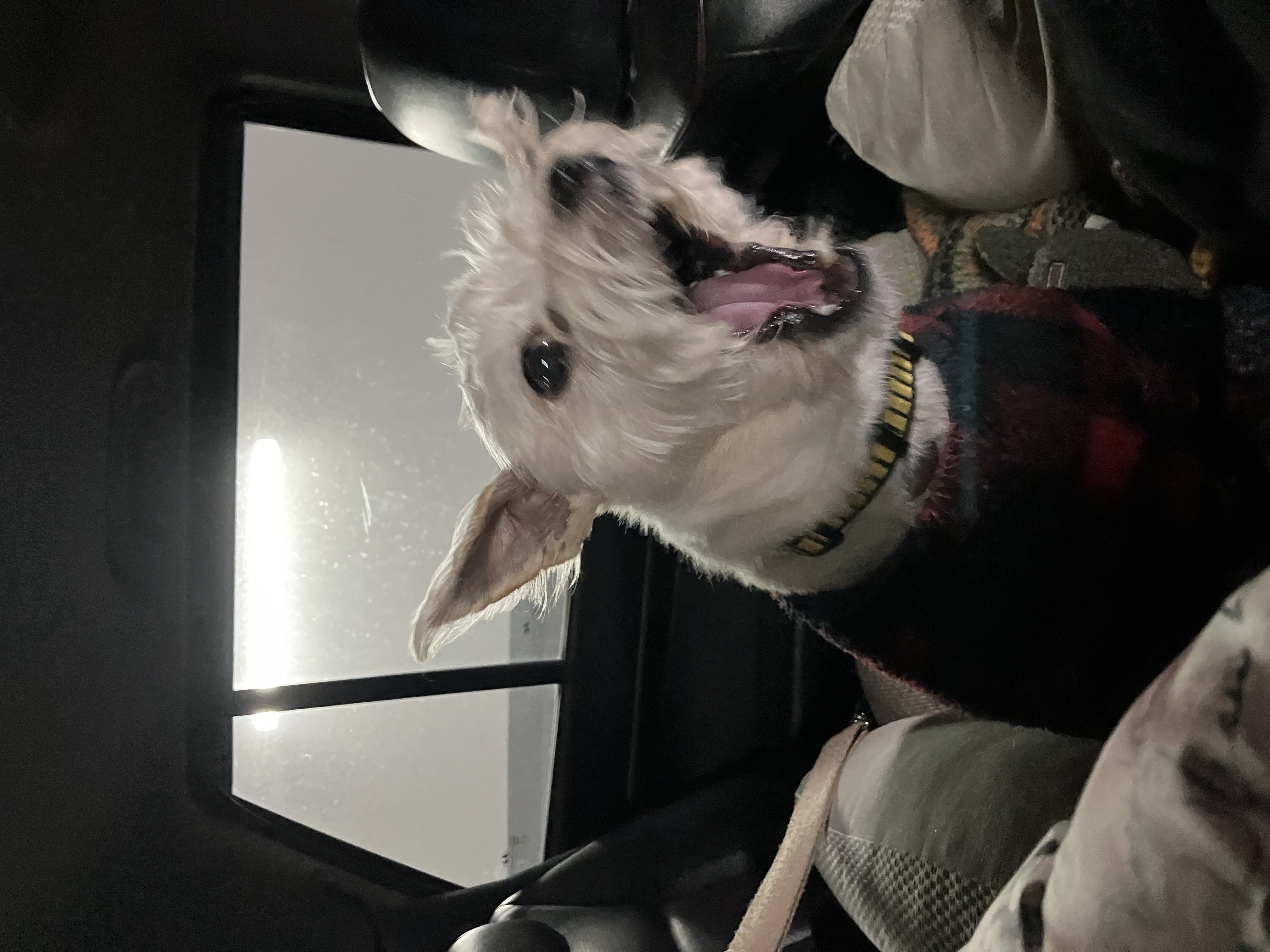 뽀솜이와 가족된지 4년차:)