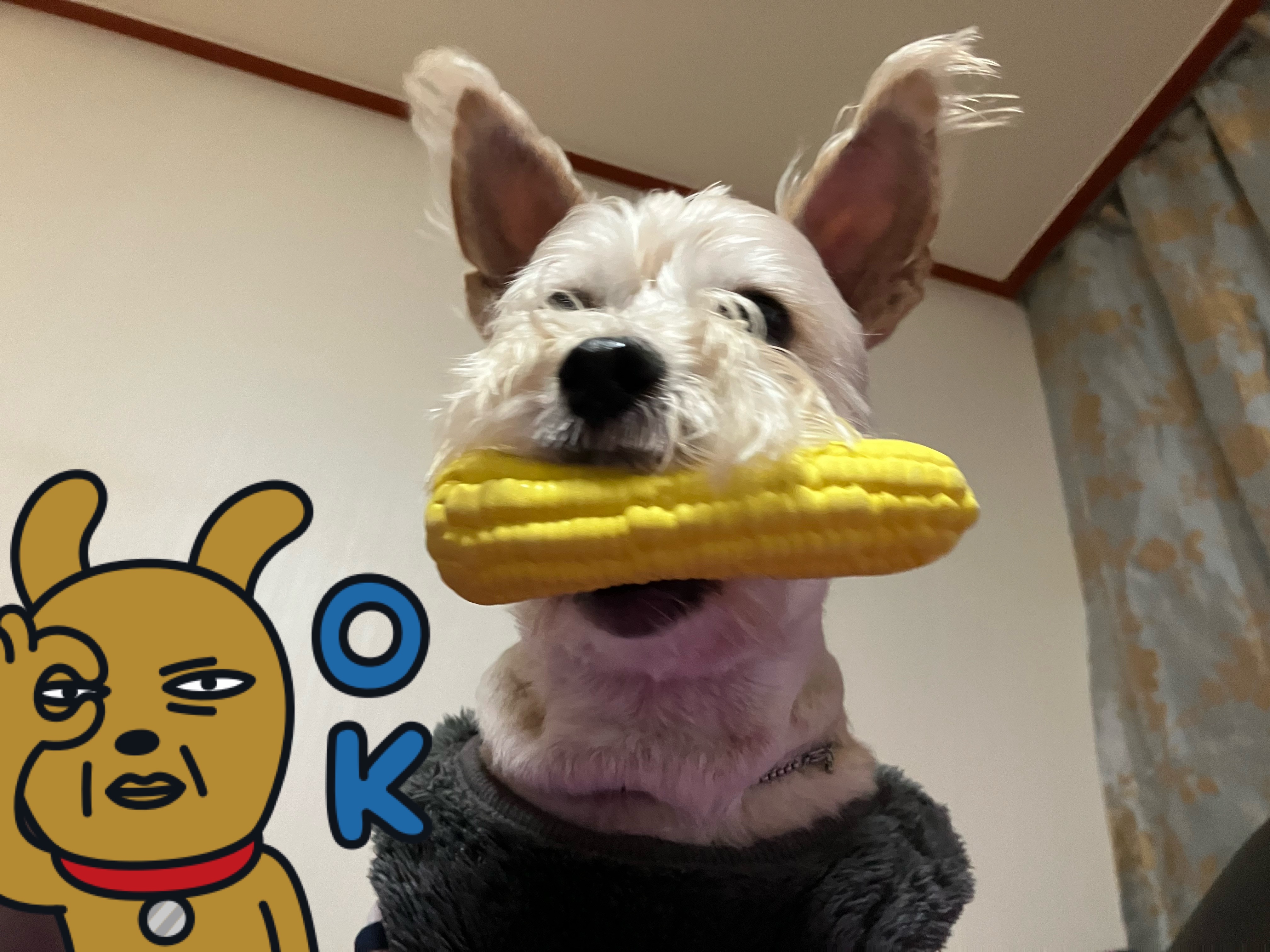 뽀솜이와 가족된지 4년차:)