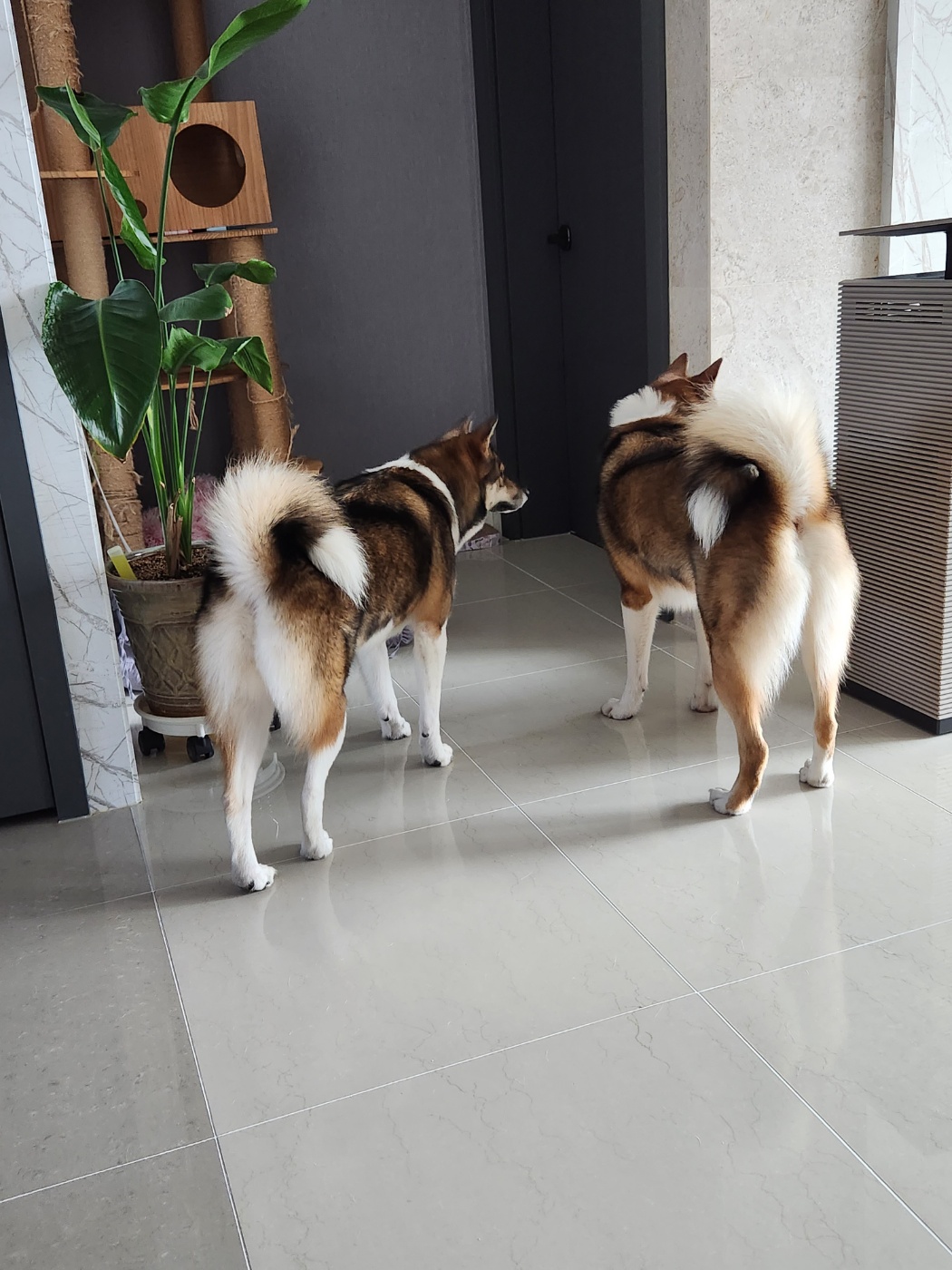 하디  만난지 2년이 되었어요
