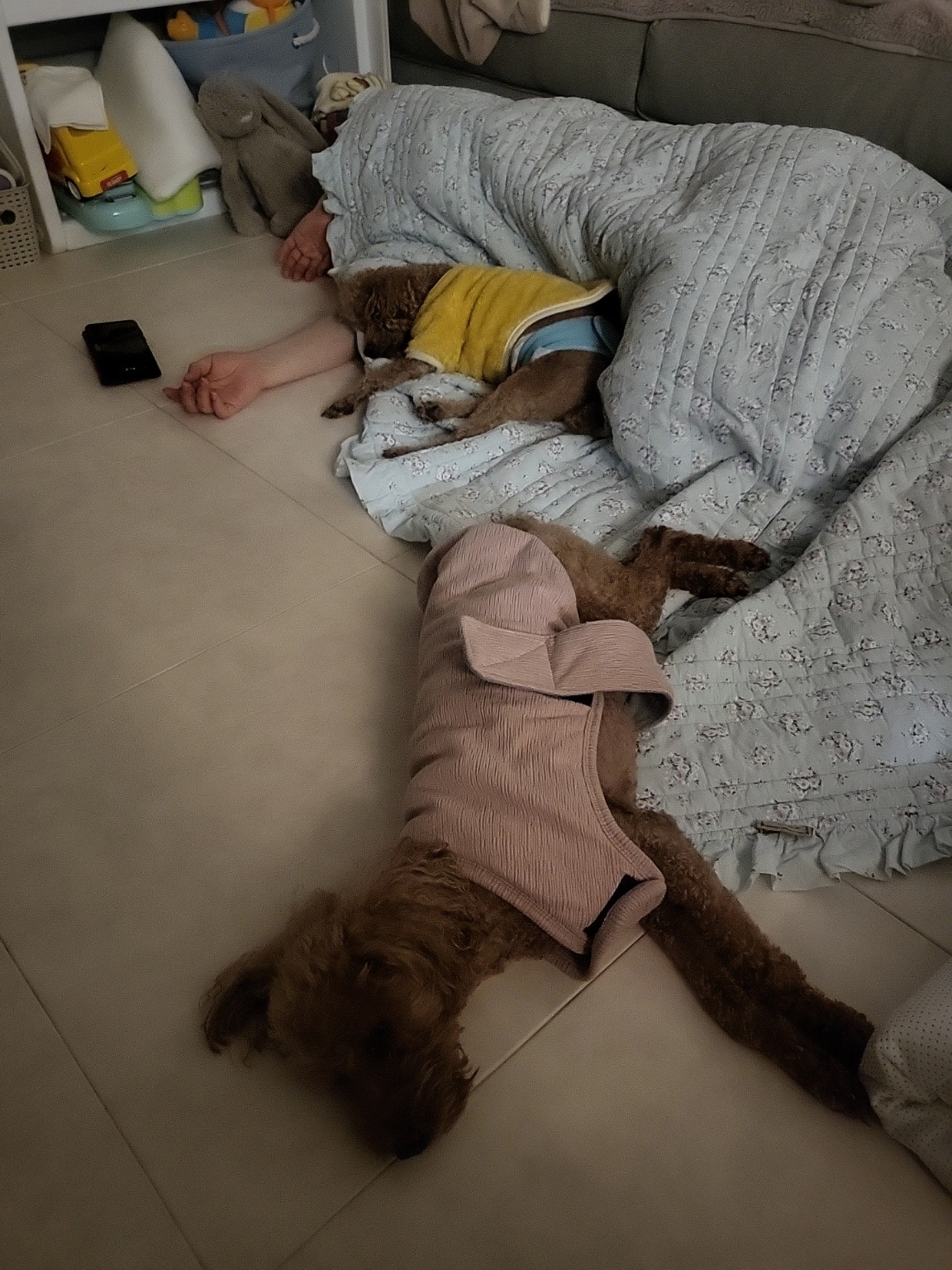 푸딩이 (도순이) 입양2년차 이야기