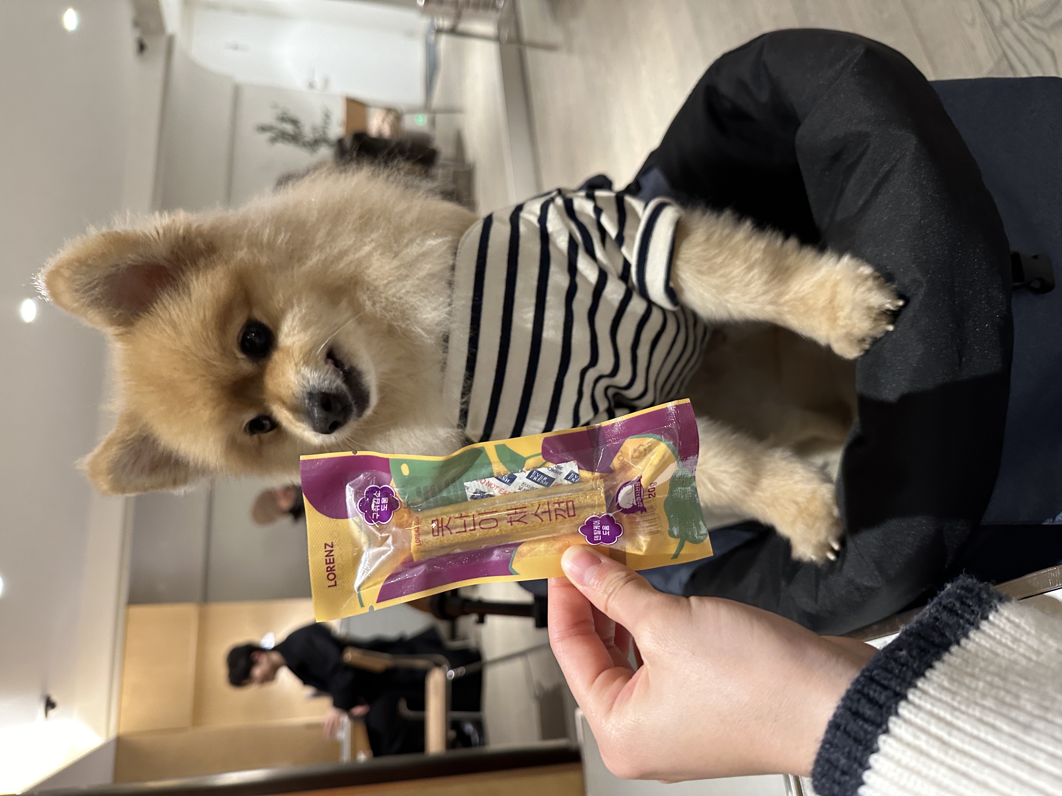 더덕이(입양 전 롤푸)와 함께한 2년