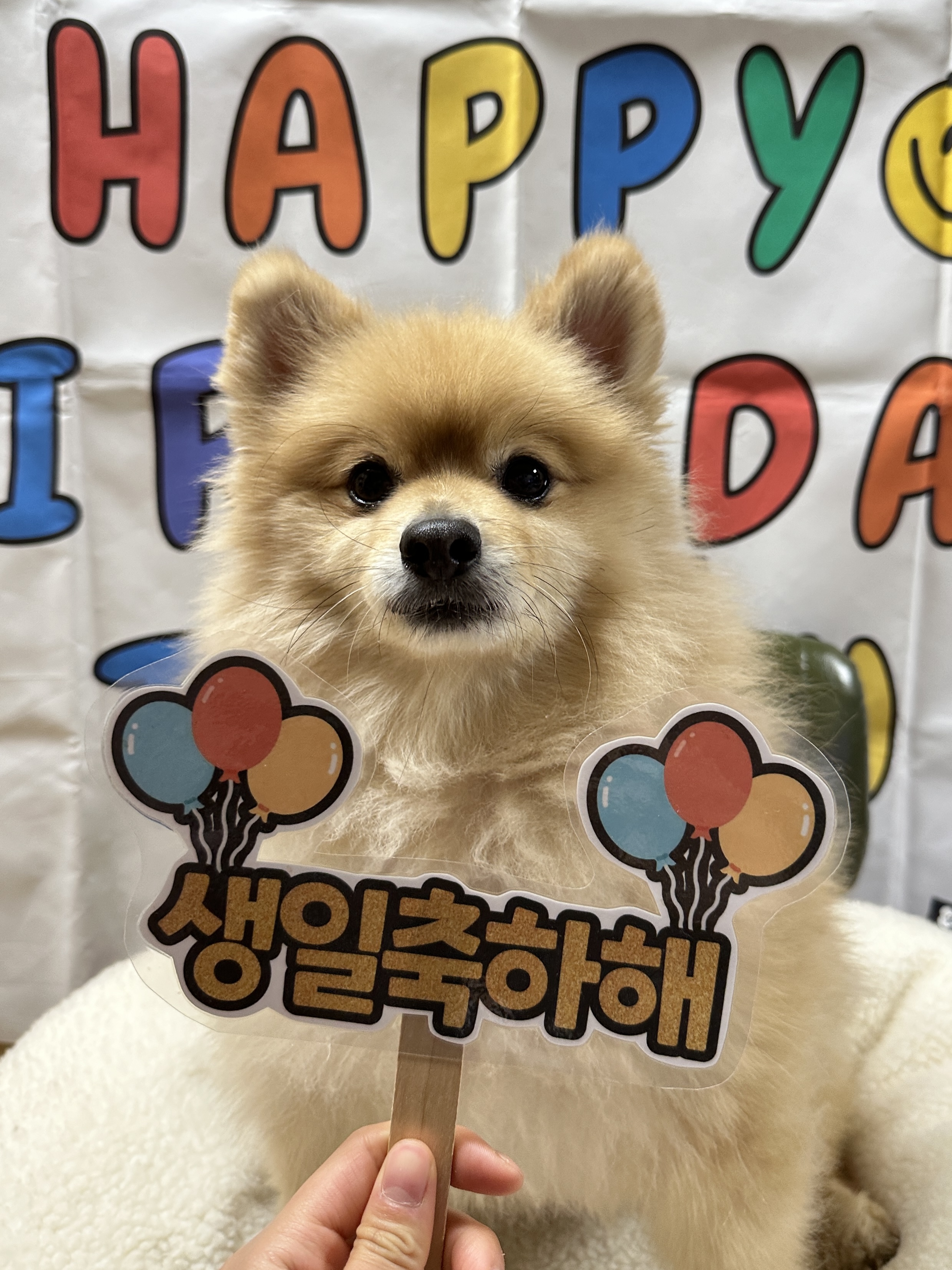 더덕이(입양 전 롤푸)와 함께한 2년