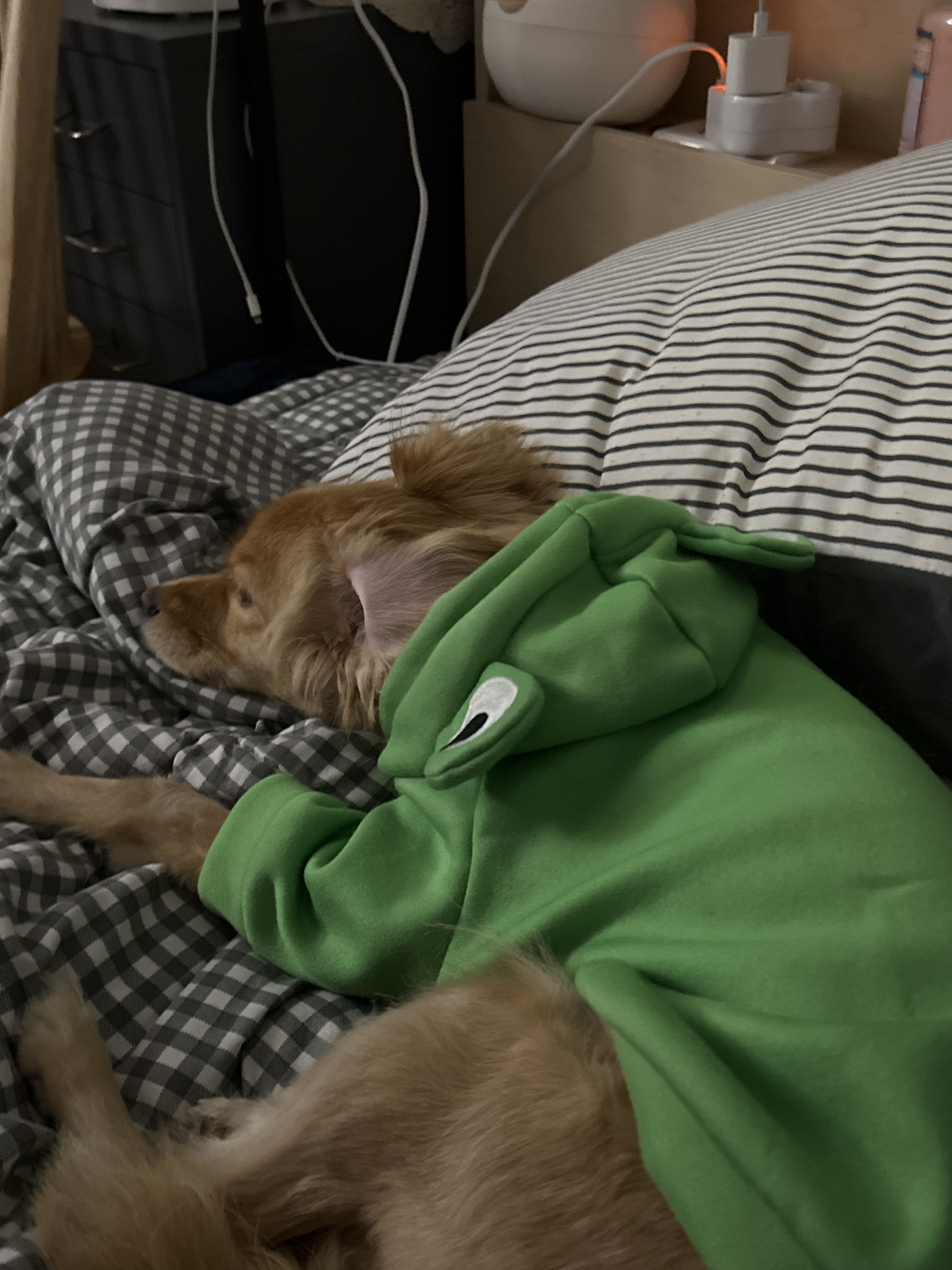 행복한 강아지 아코