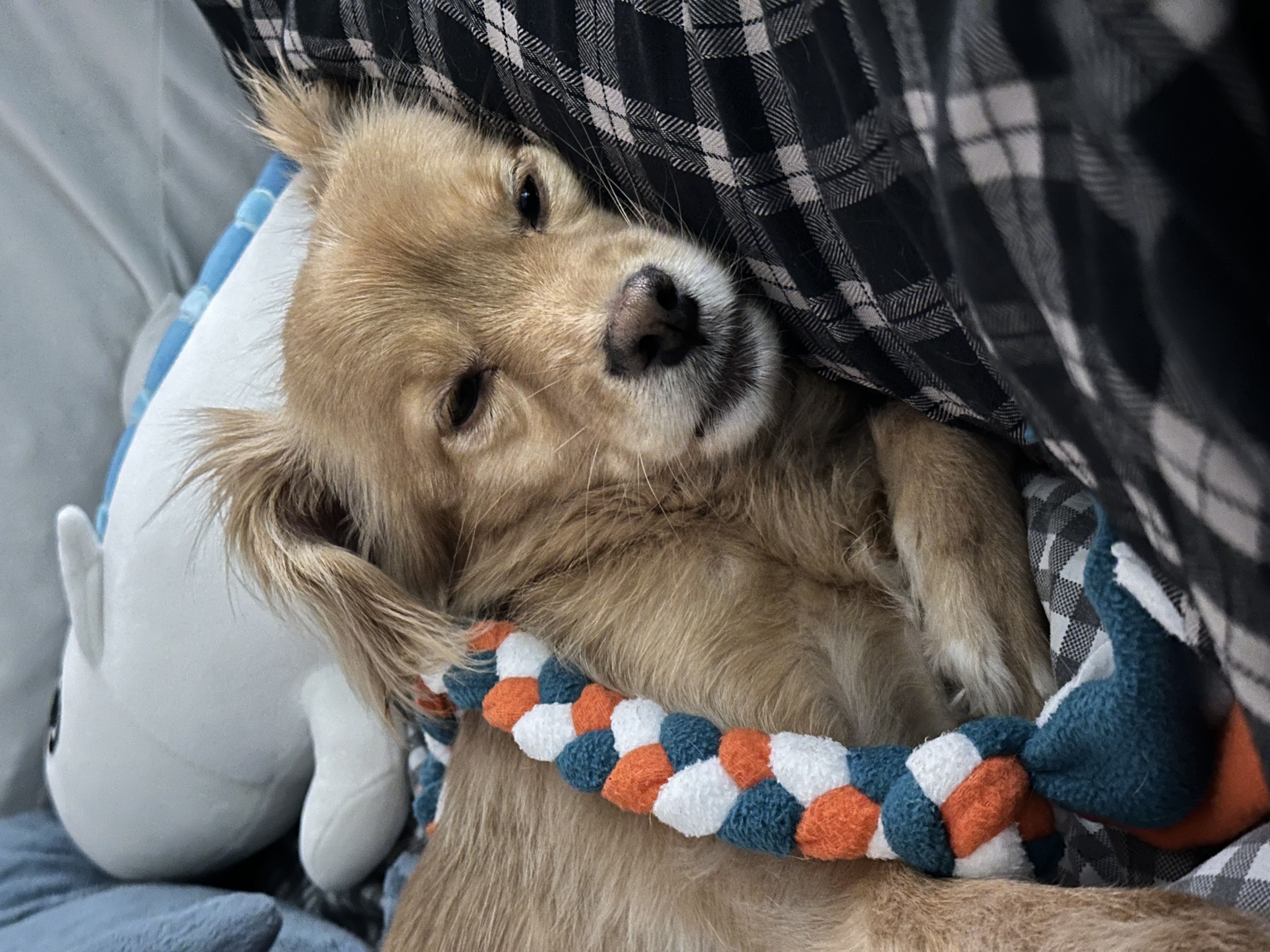 행복한 강아지 아코