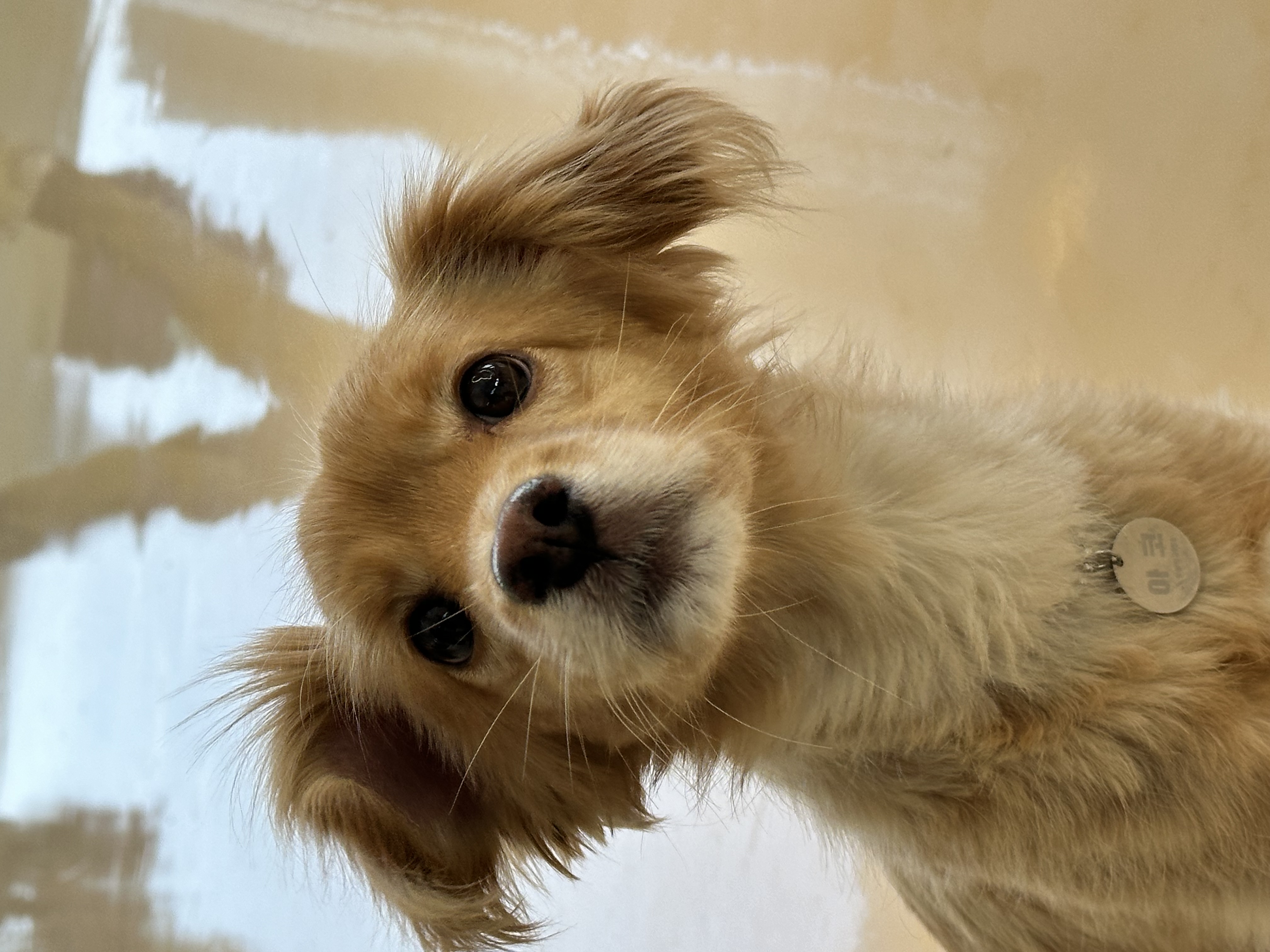 행복한 강아지 아코