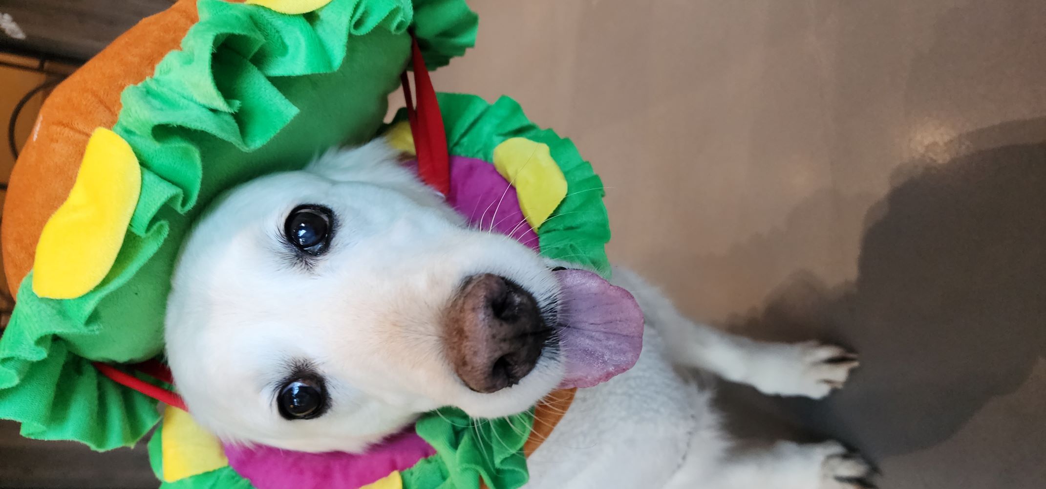 (호박) 호박이가 혼자 소풍을 떠났습니다.