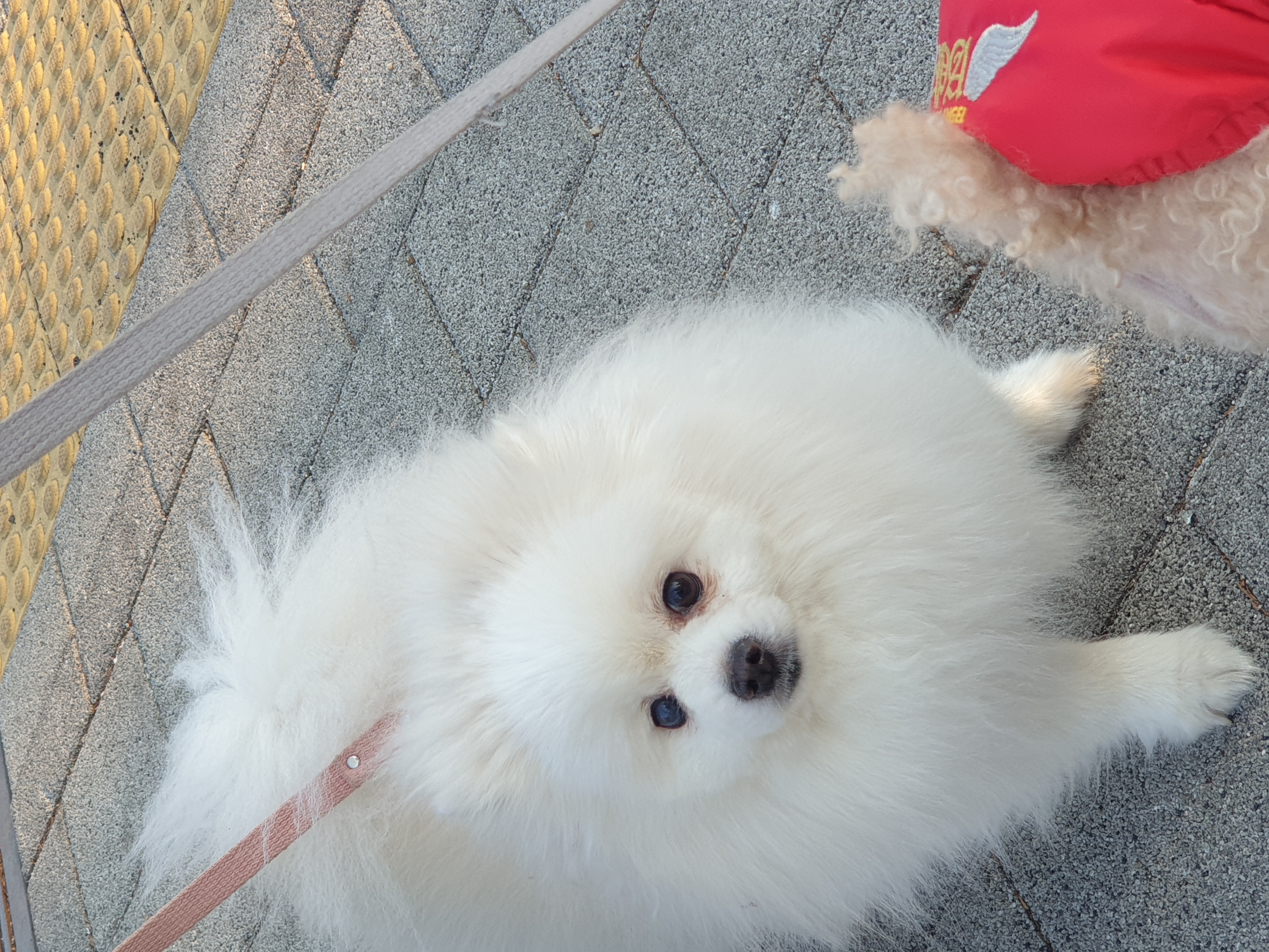 만두(아라)와 2년후기