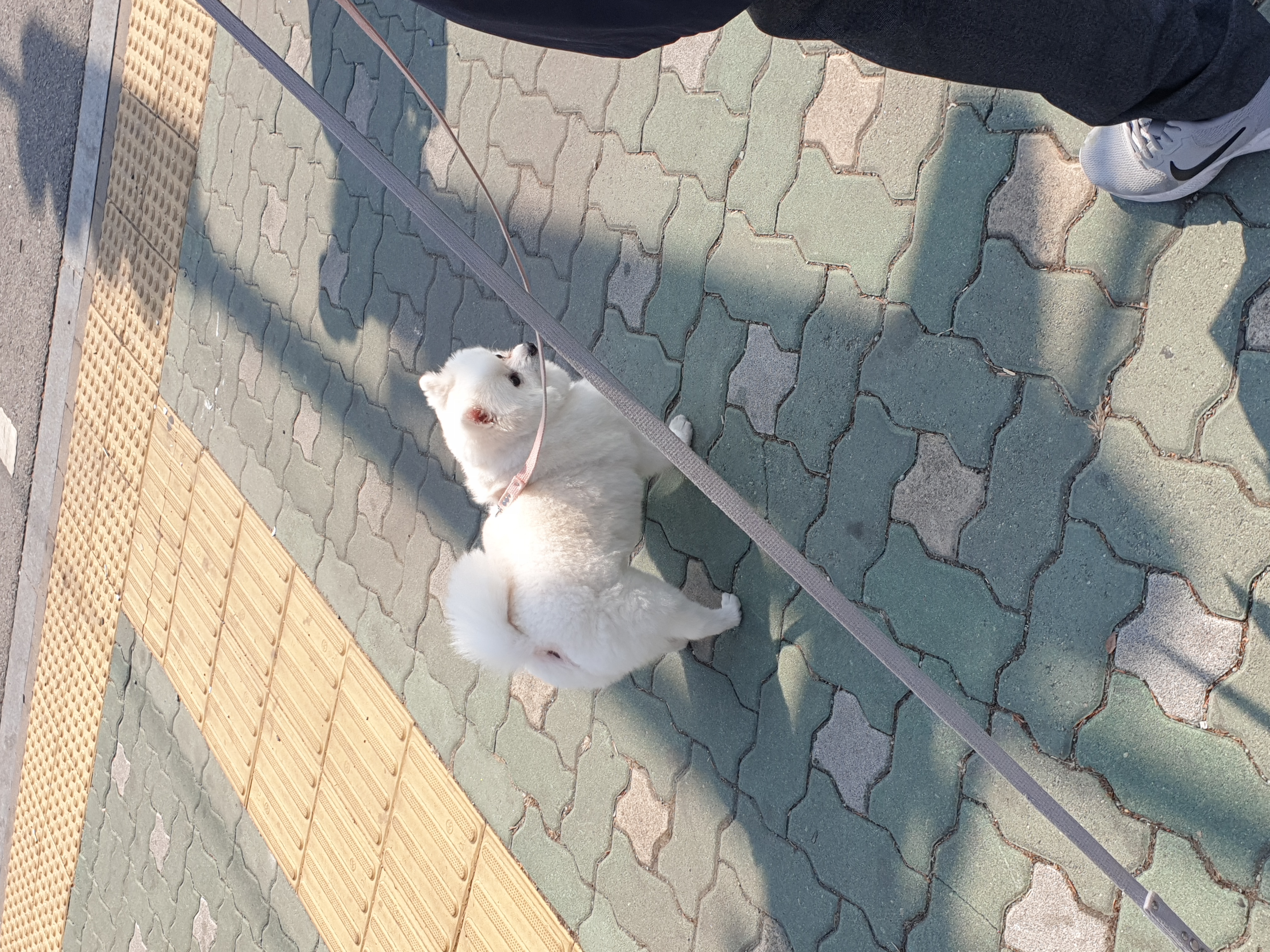 만두(아라)와 2년후기