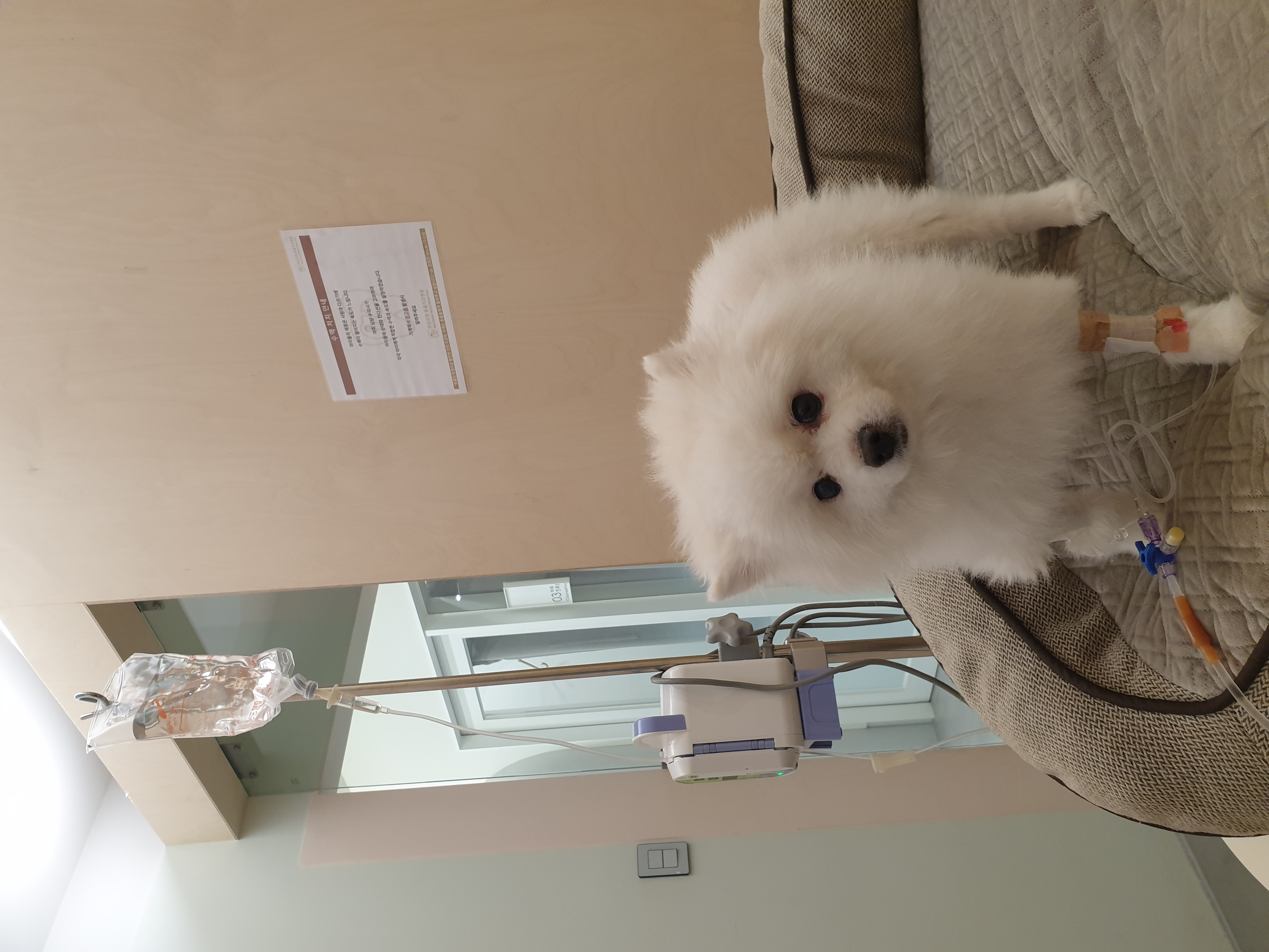 만두(아라)와 2년후기