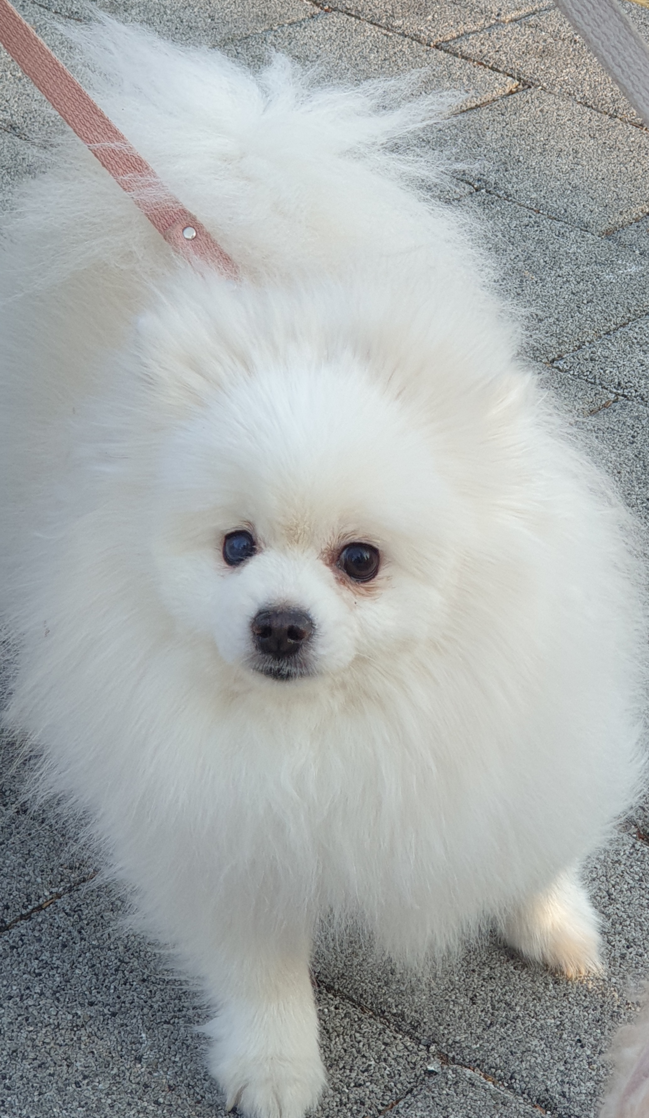 만두(아라)와 2년후기