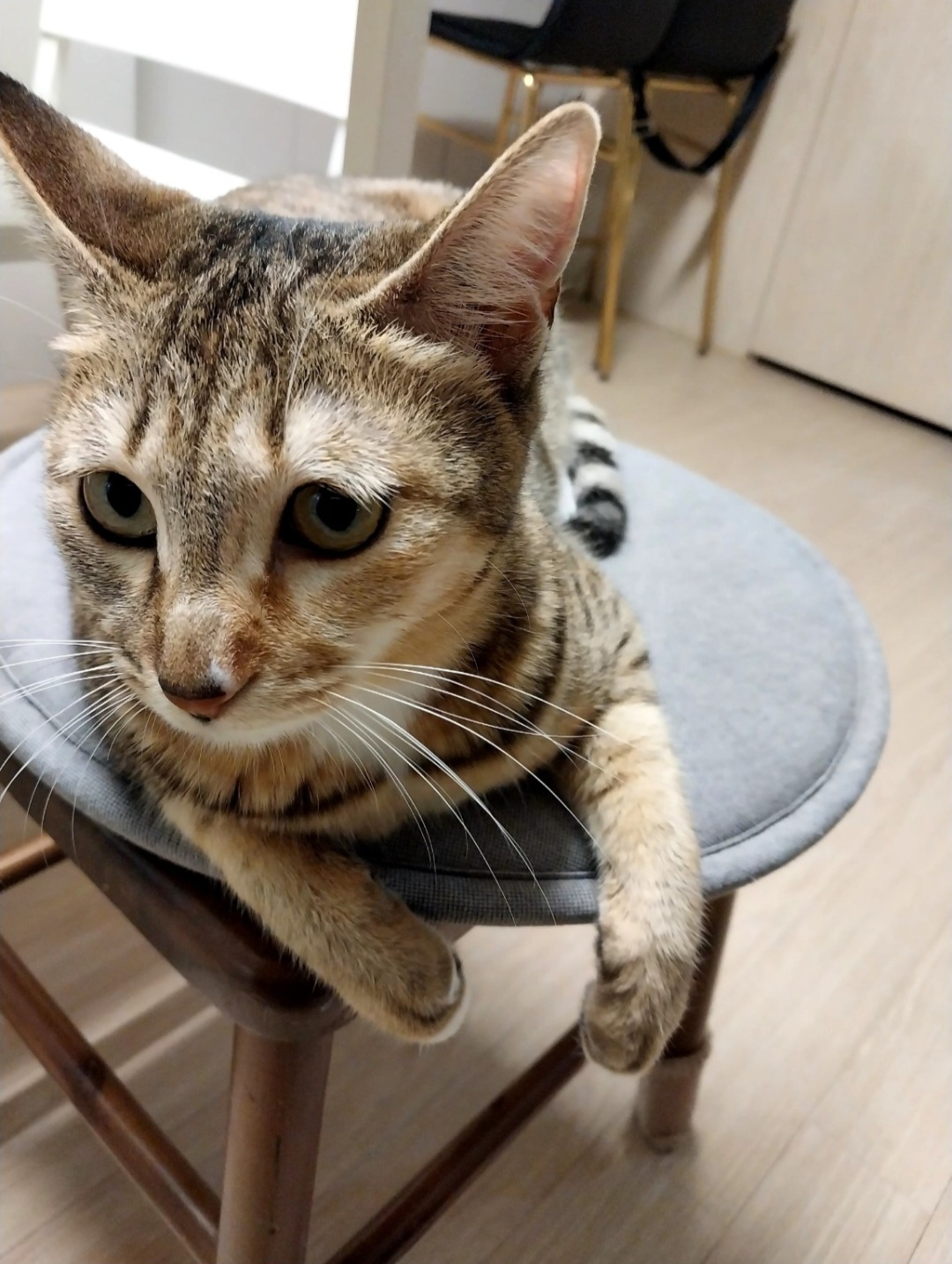 이튼이(일튼이) 3개월차 입양후기