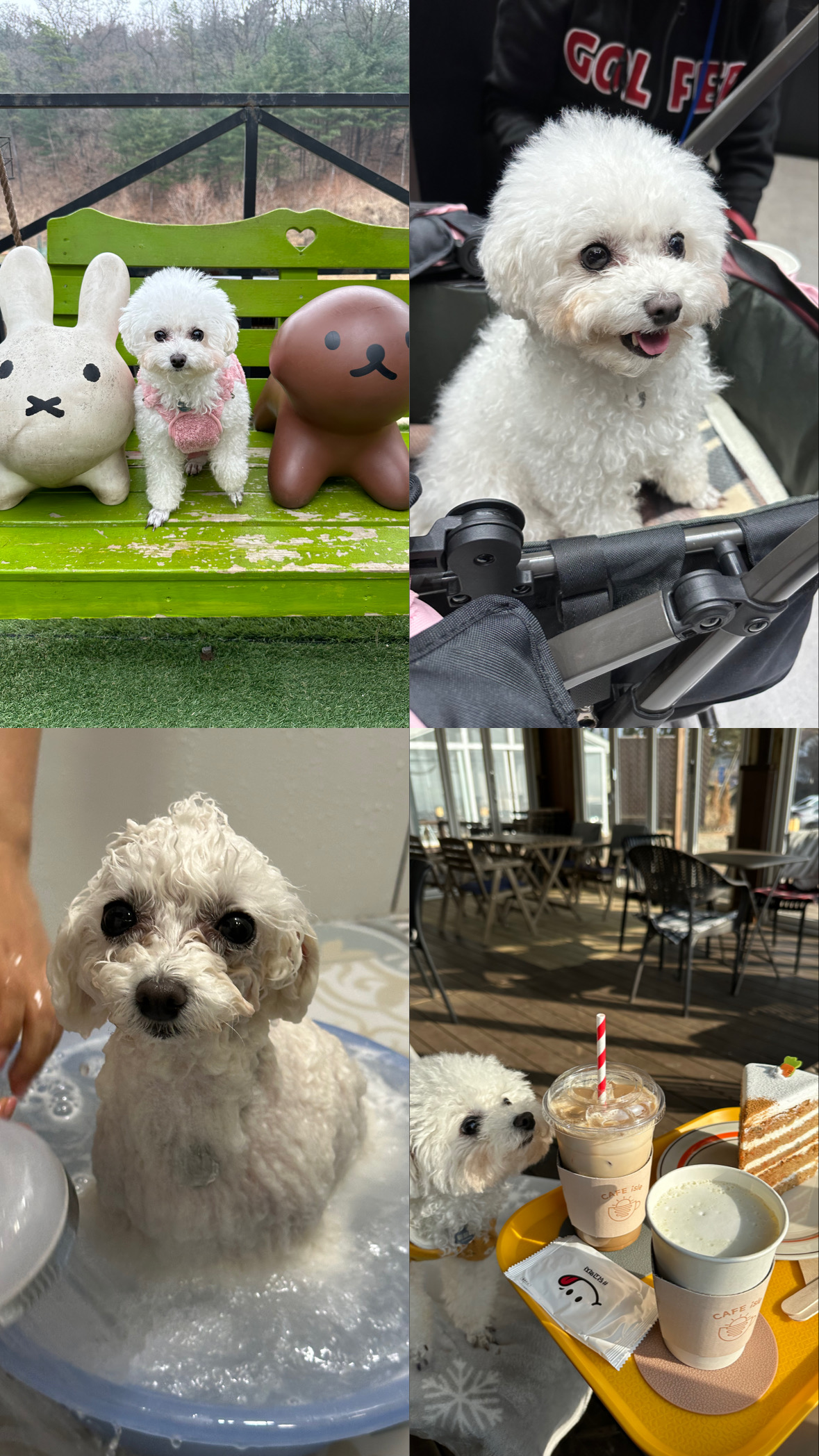 콩설이(조이) 입양 3개월 후기