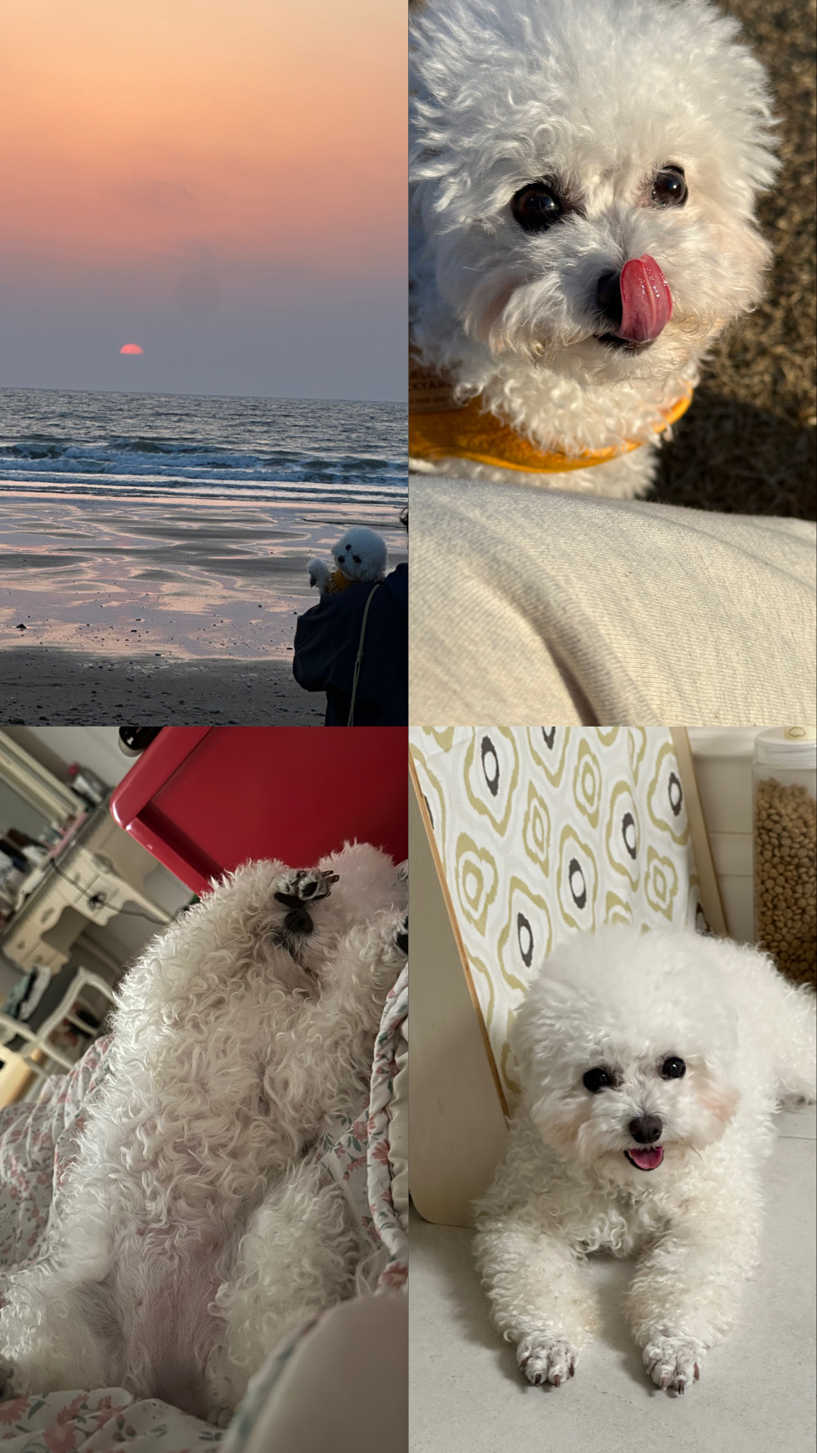 콩설이(조이) 입양 3개월 후기