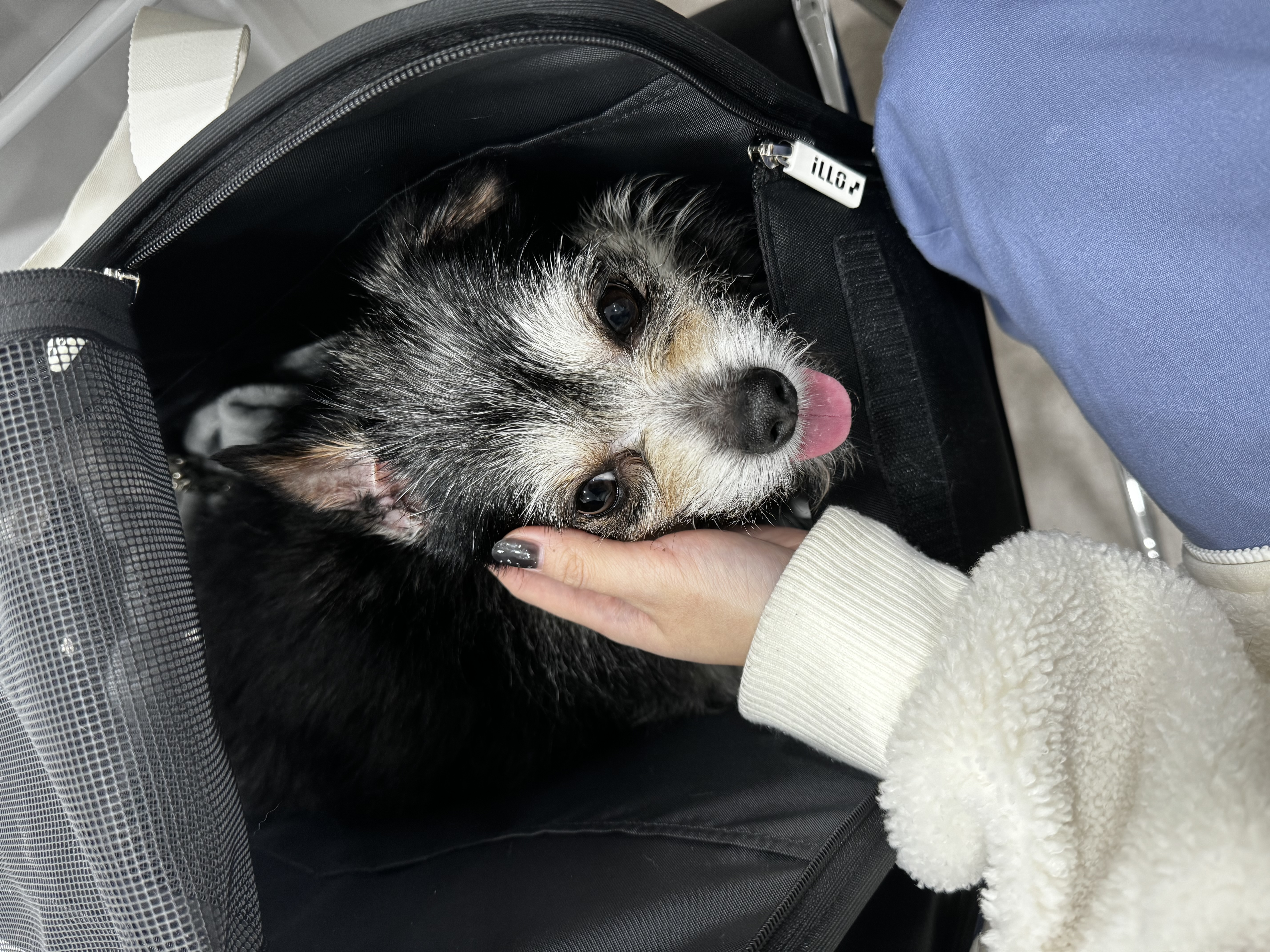 러니 일주일차 입양후기