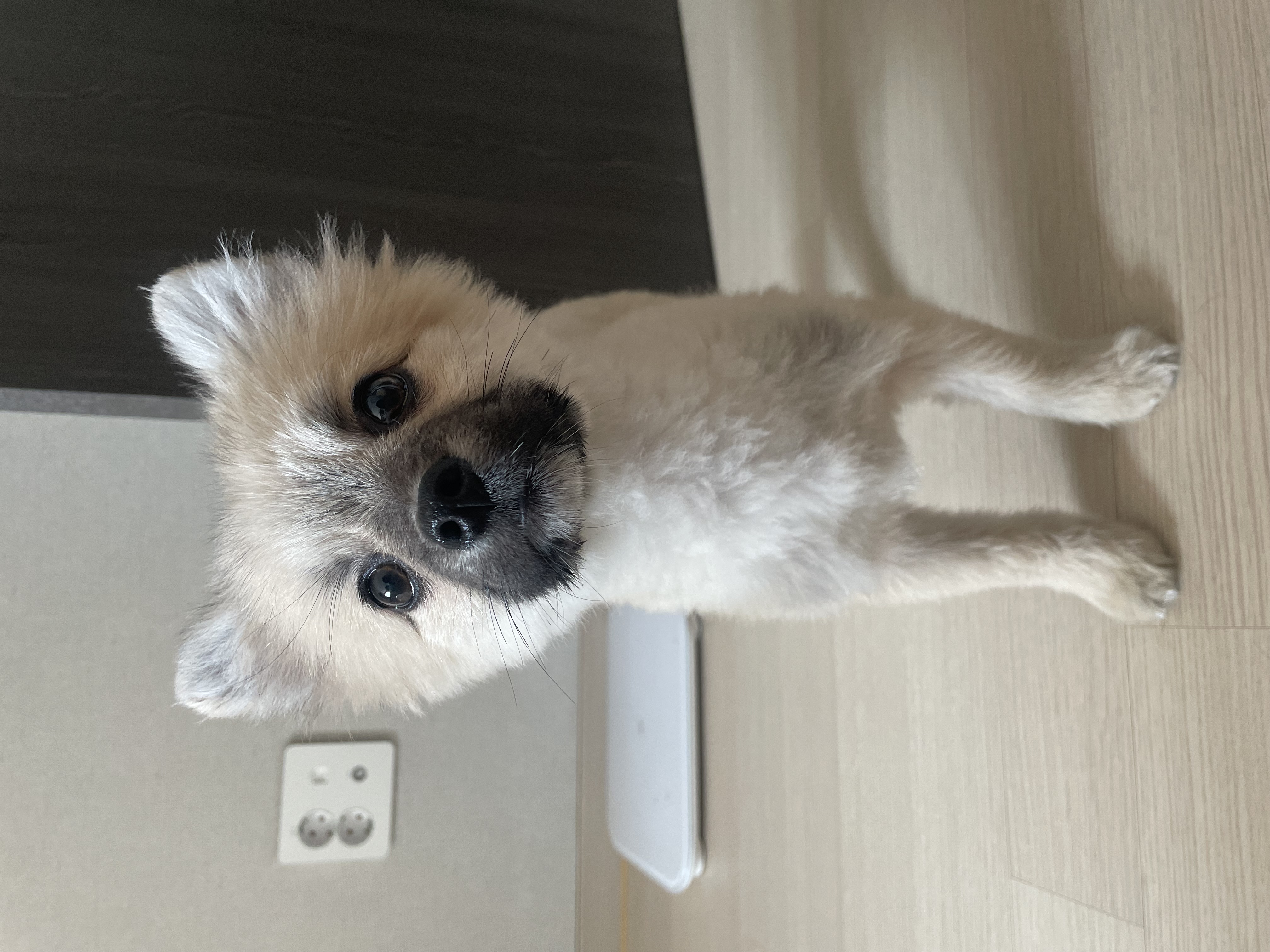 티거네 후추(보령번식장-보령이) 왔어요.일주일후기입니다.