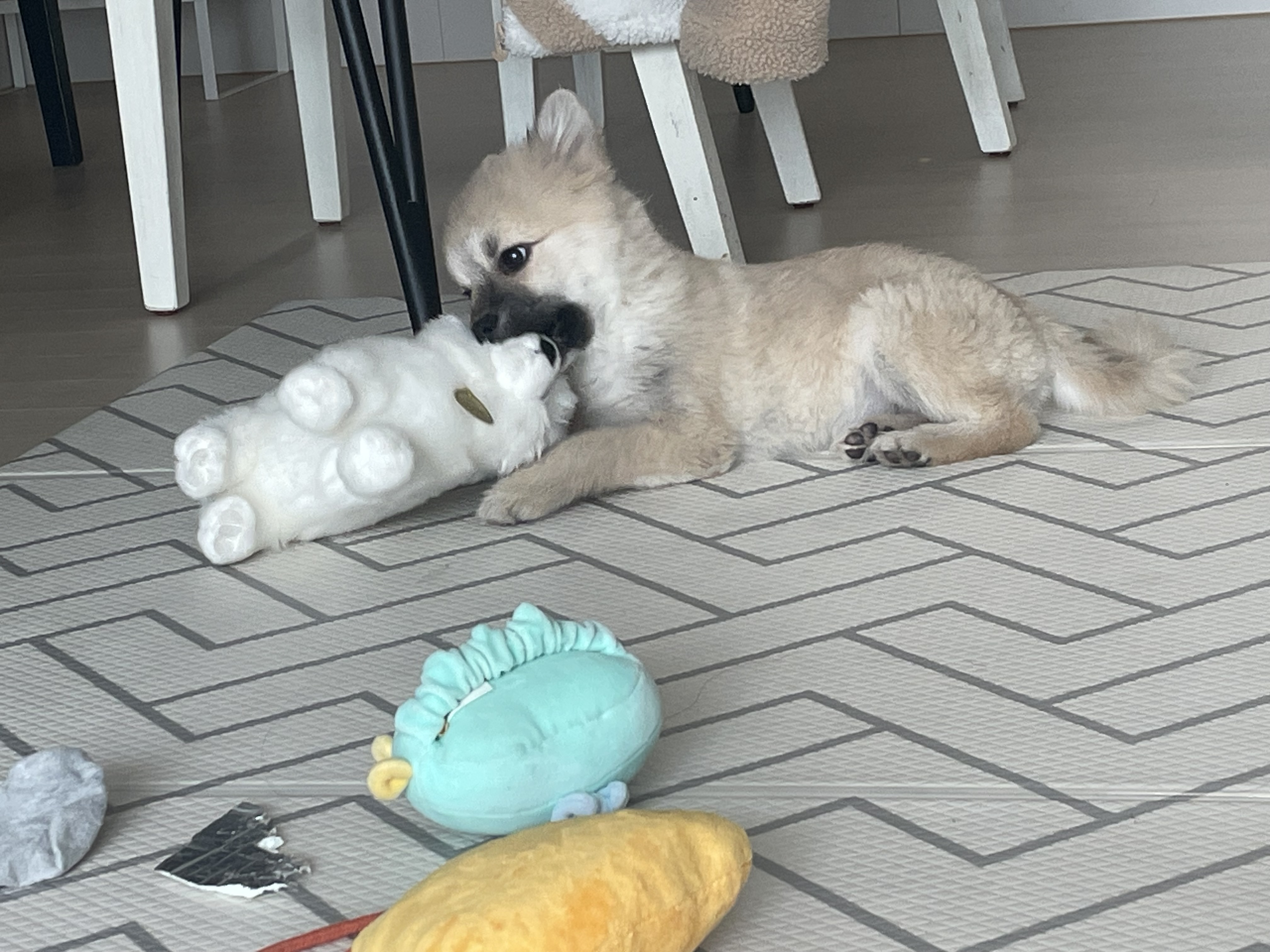 티거네 후추(보령번식장-보령이) 왔어요.일주일후기입니다.