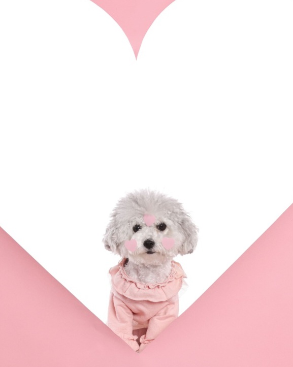[임보]🧡달록이🧡의 10개월(원주구조견)
