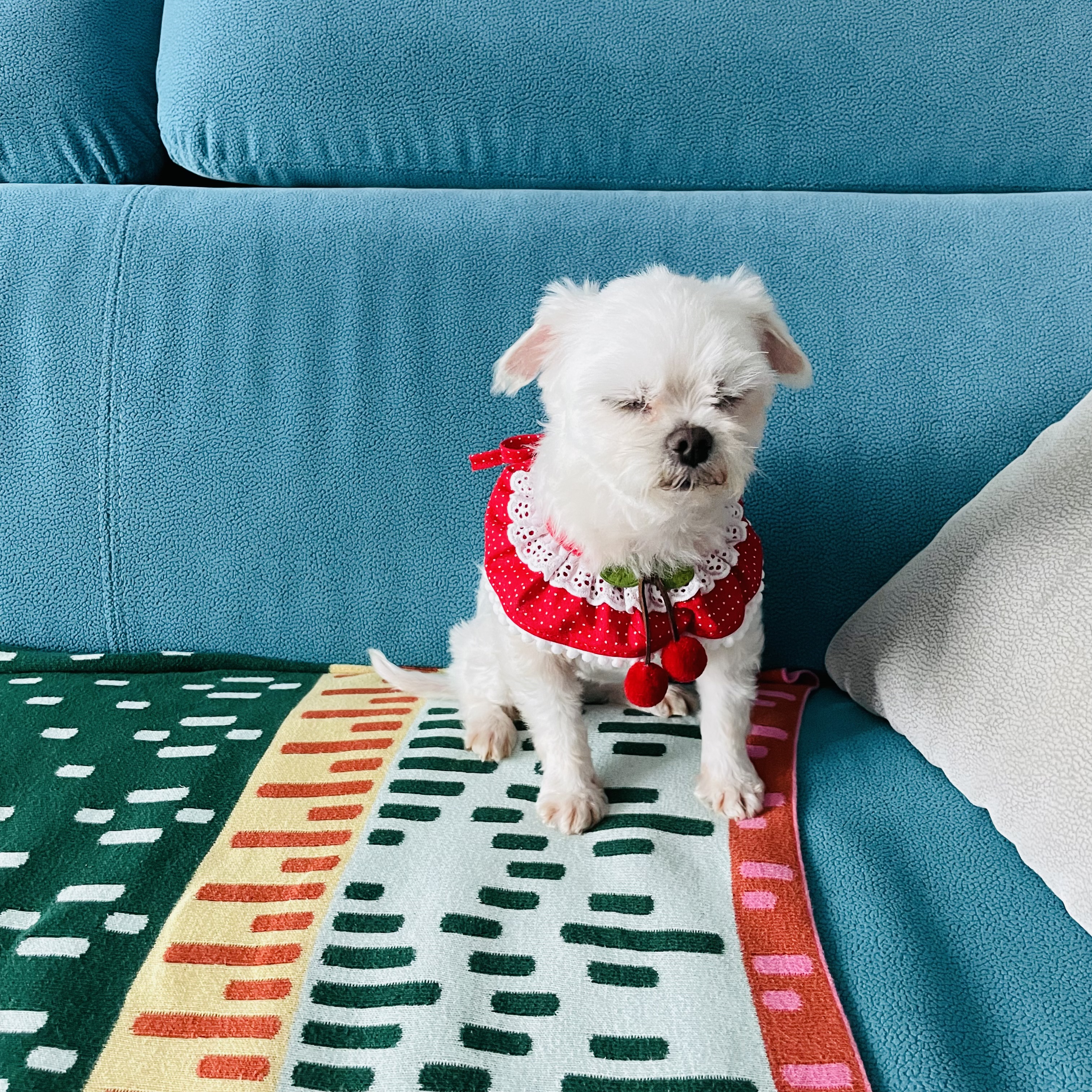 복담이(쁘니) 행복하게 살자