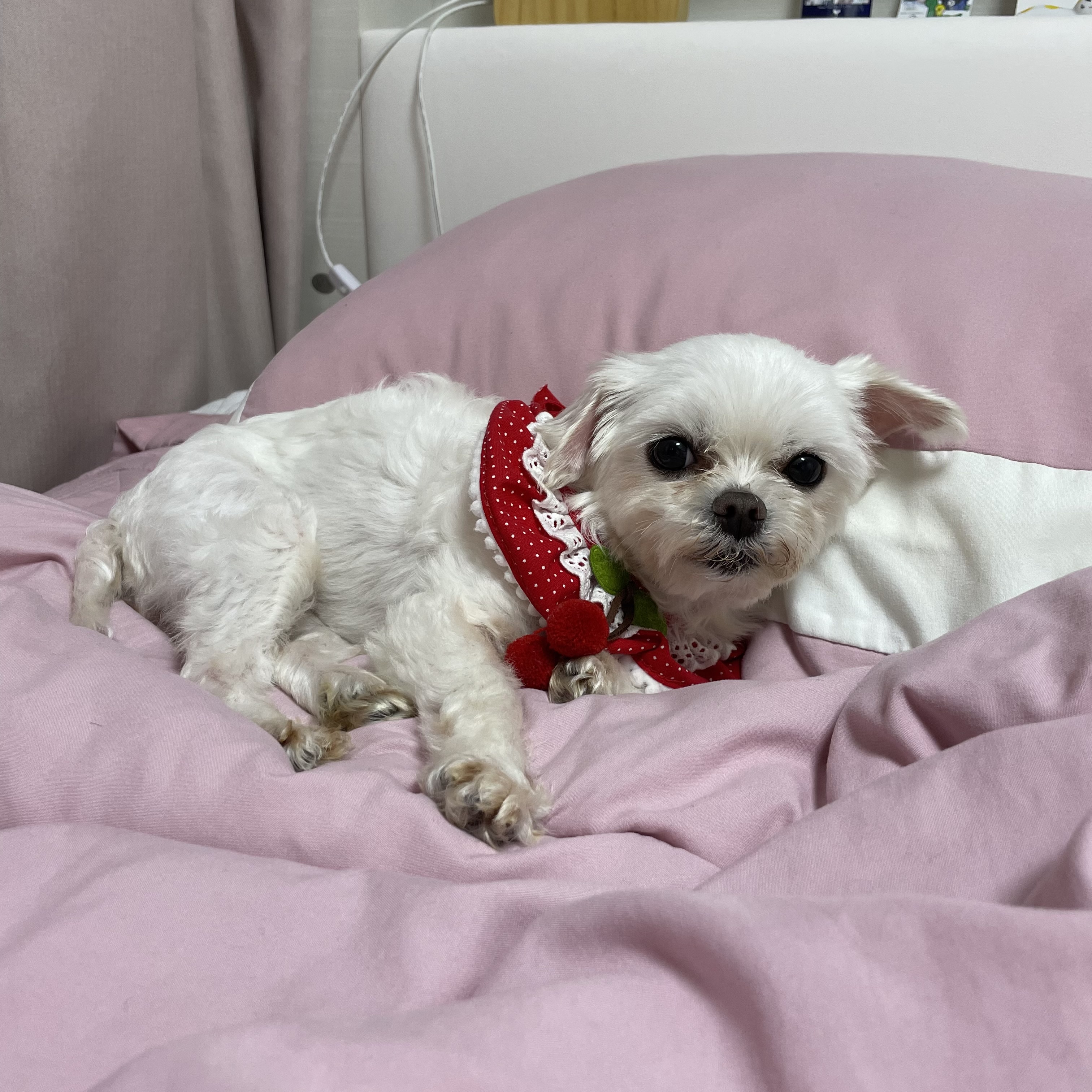 복담이(쁘니) 행복하게 살자