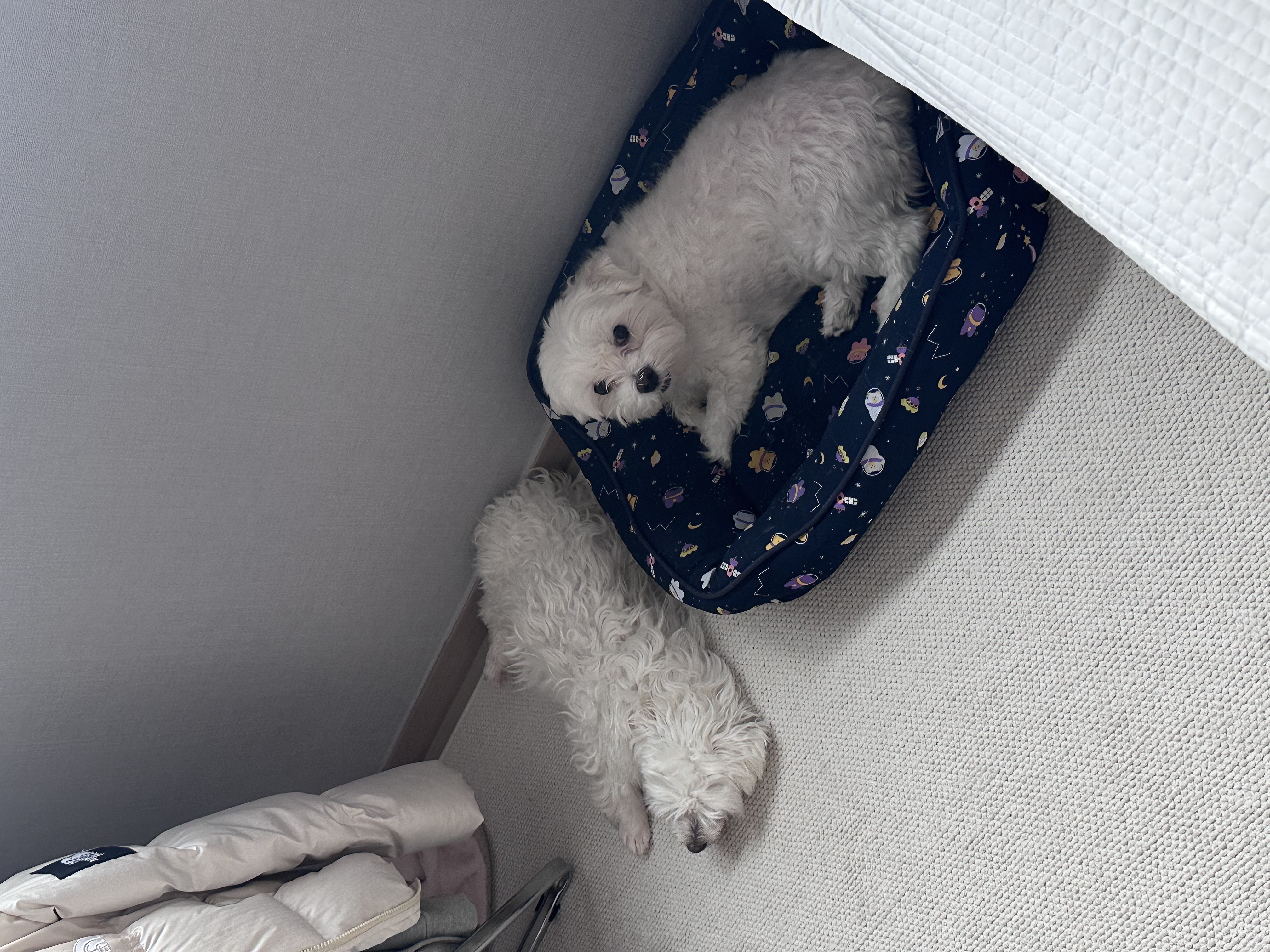 뽀또(하즈) 한달 일상🩷