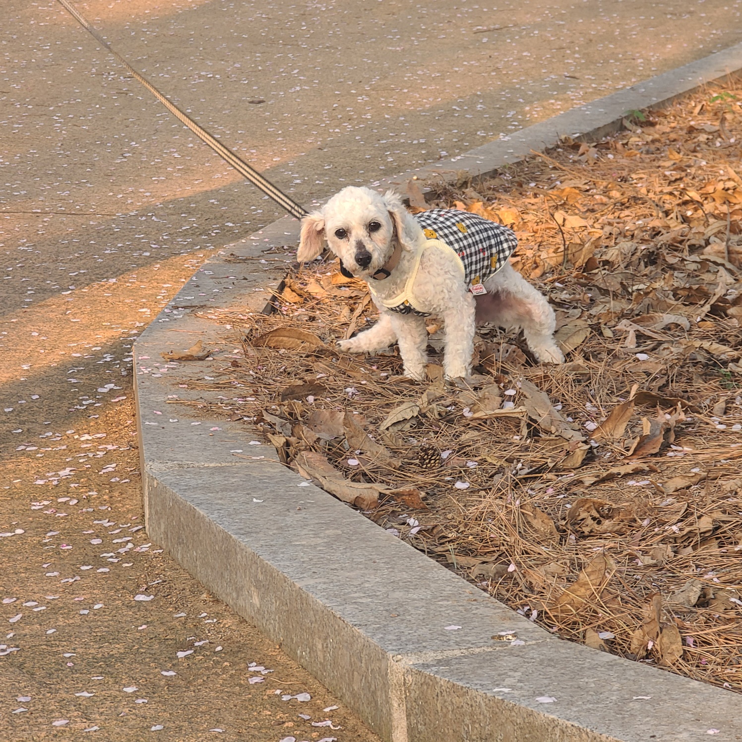 소복이(미카) 일주일 임보일기