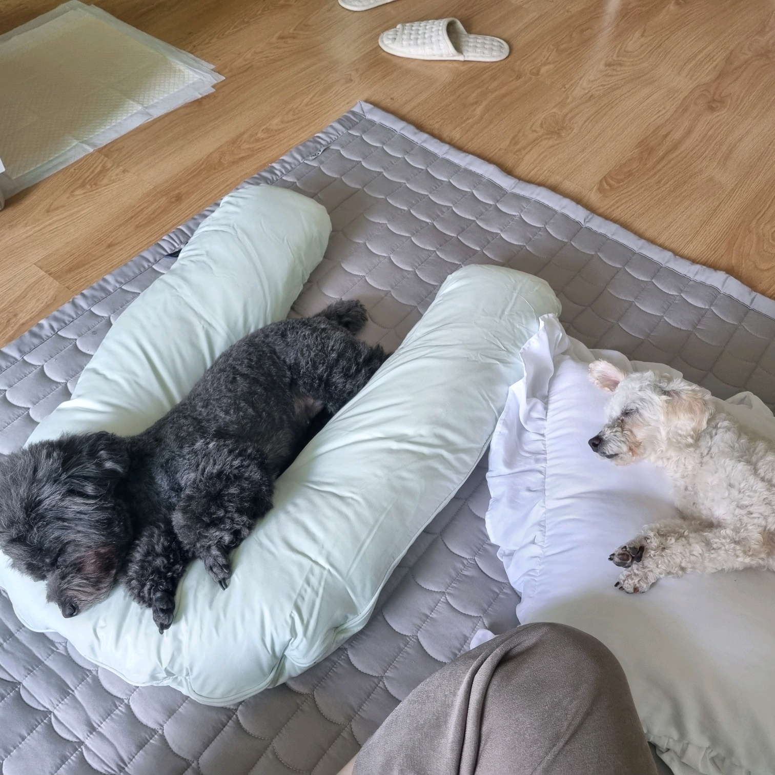 소복이(미카) 일주일 임보일기