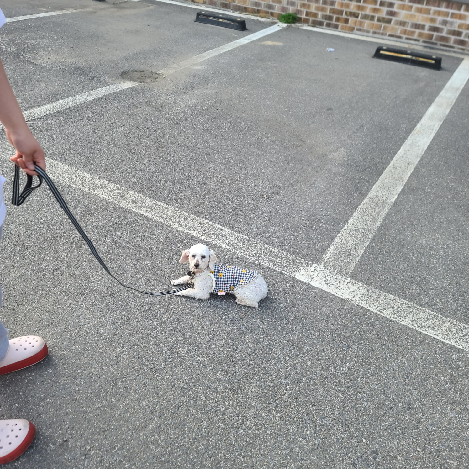 소복이(미카) 일주일 임보일기