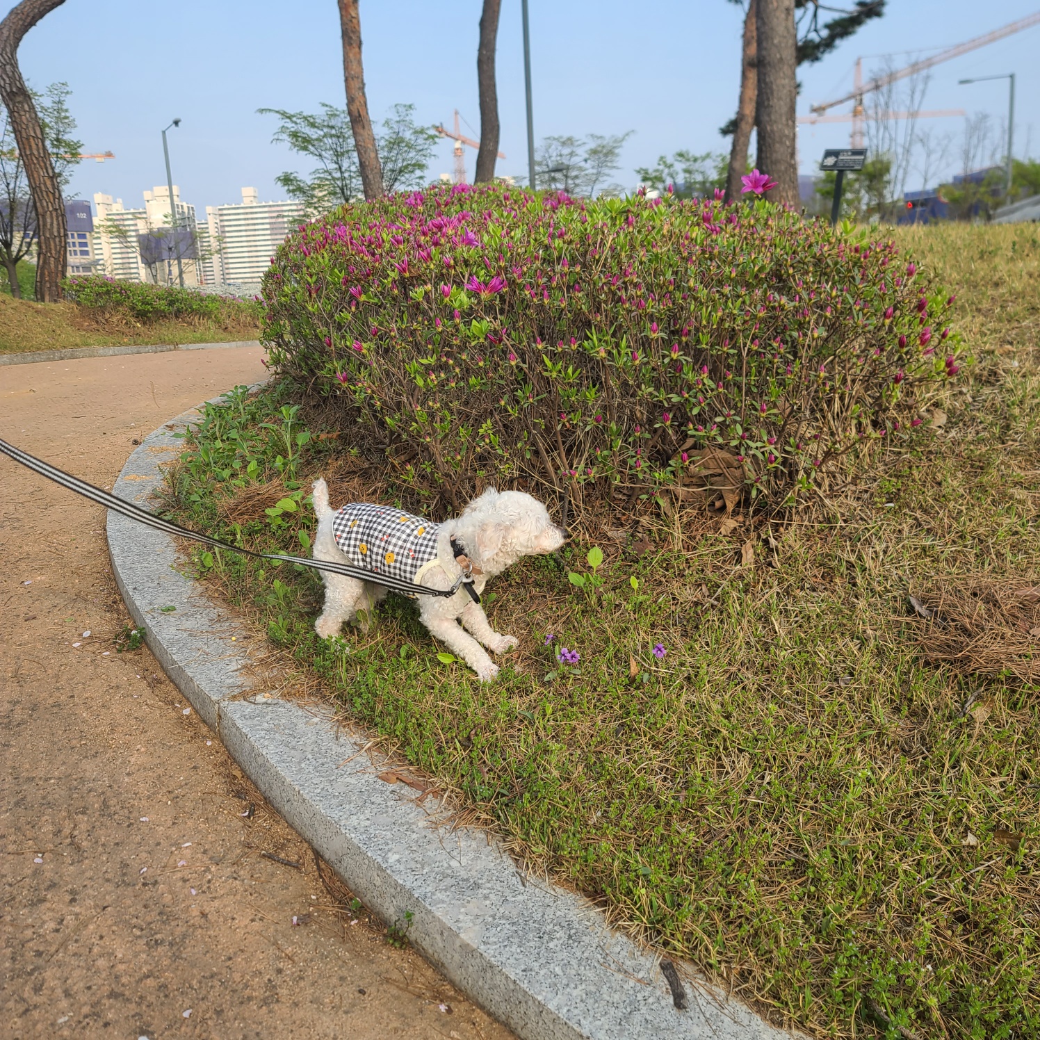소복이(미카) 일주일 임보일기