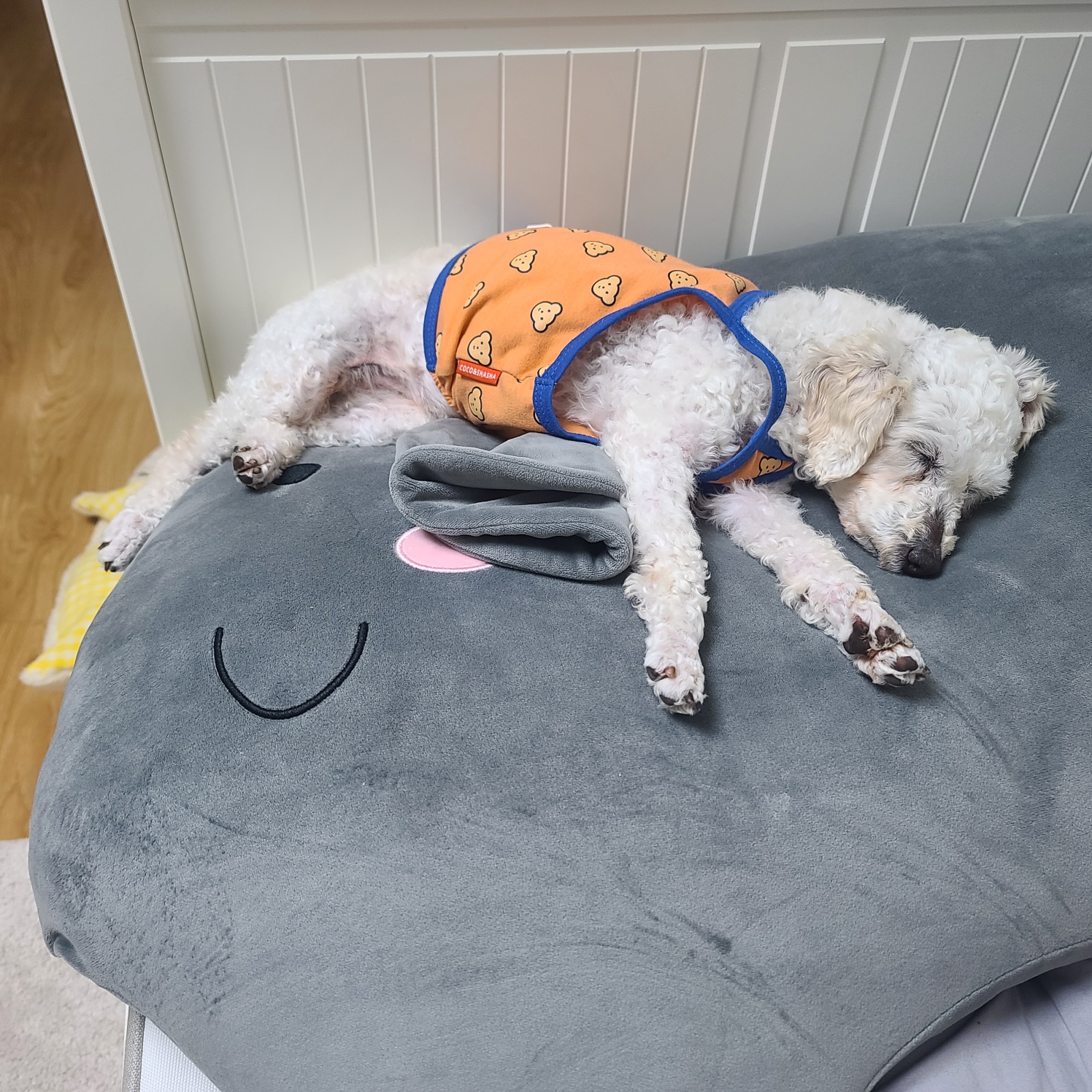 소복이(미카) 일주일 임보일기