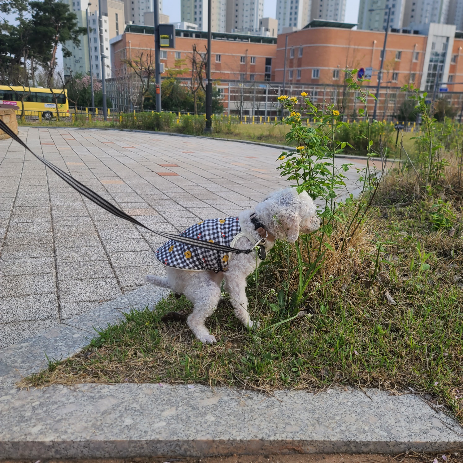 소복이(미카) 일주일 임보일기