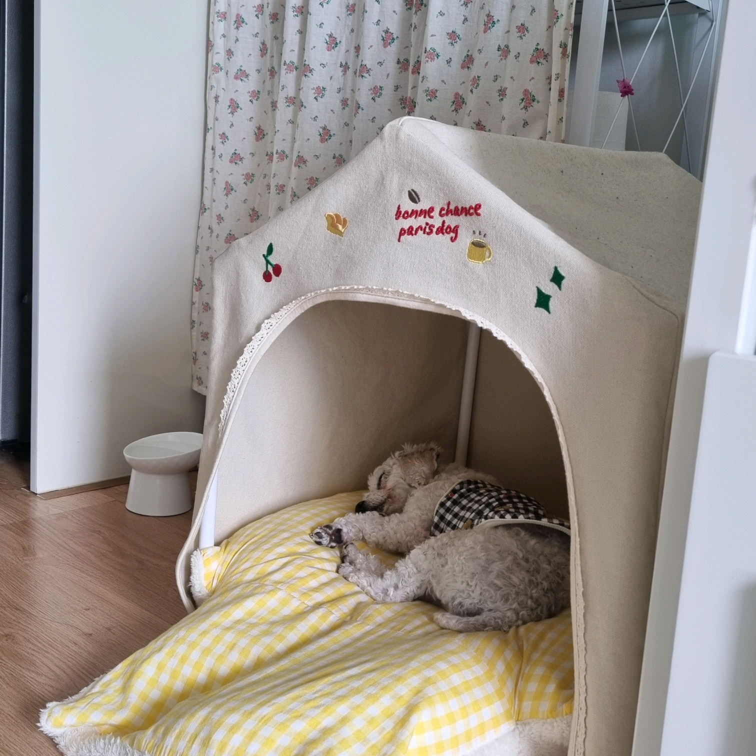 소복이(미카) 일주일 임보일기