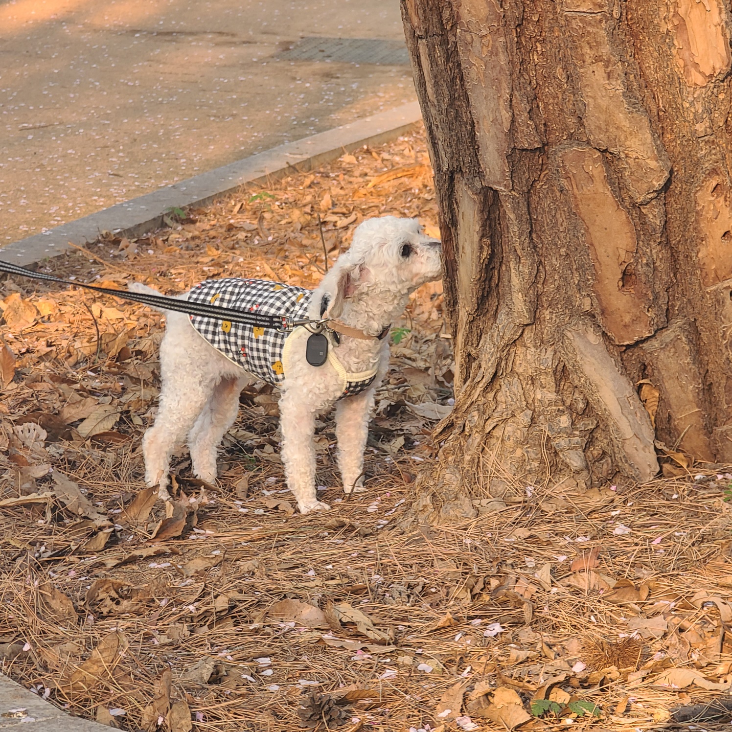 소복이(미카) 일주일 임보일기