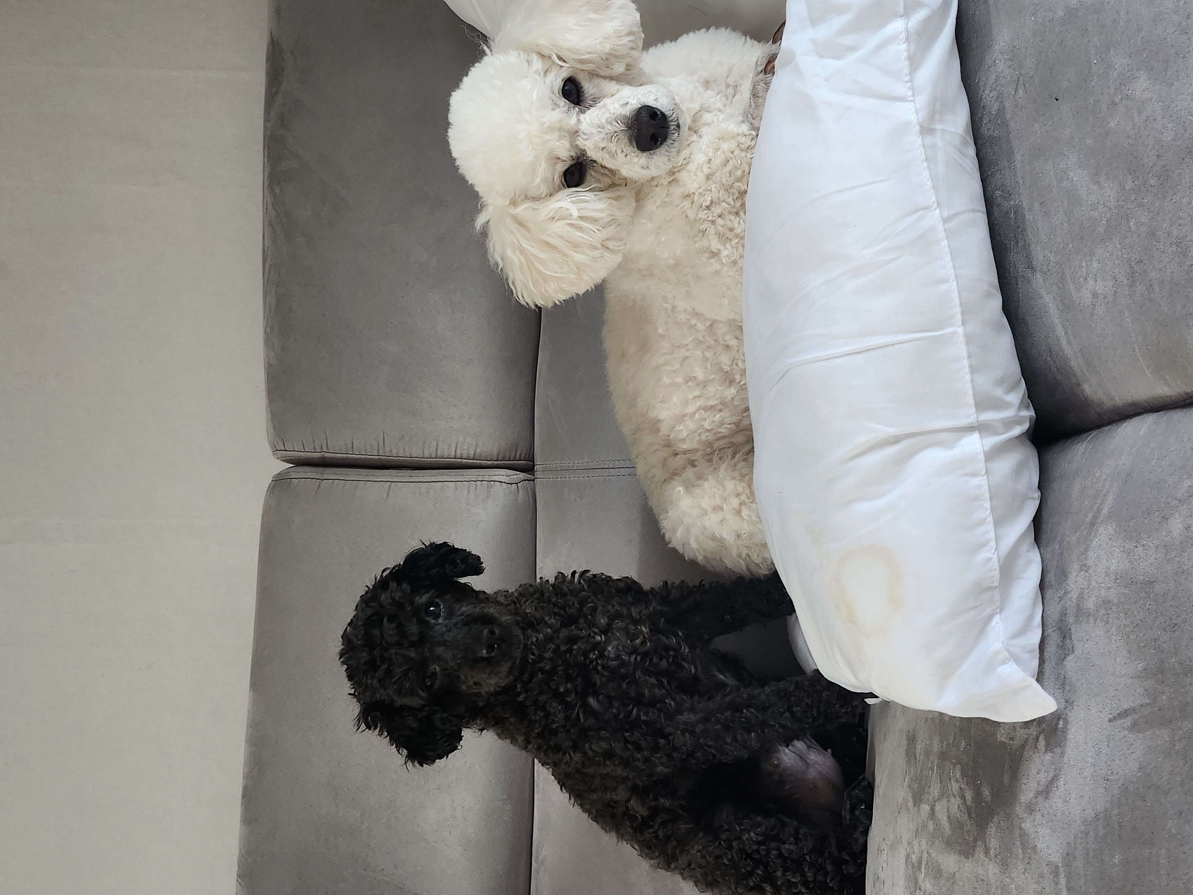 예쁜애기 까푸.  .