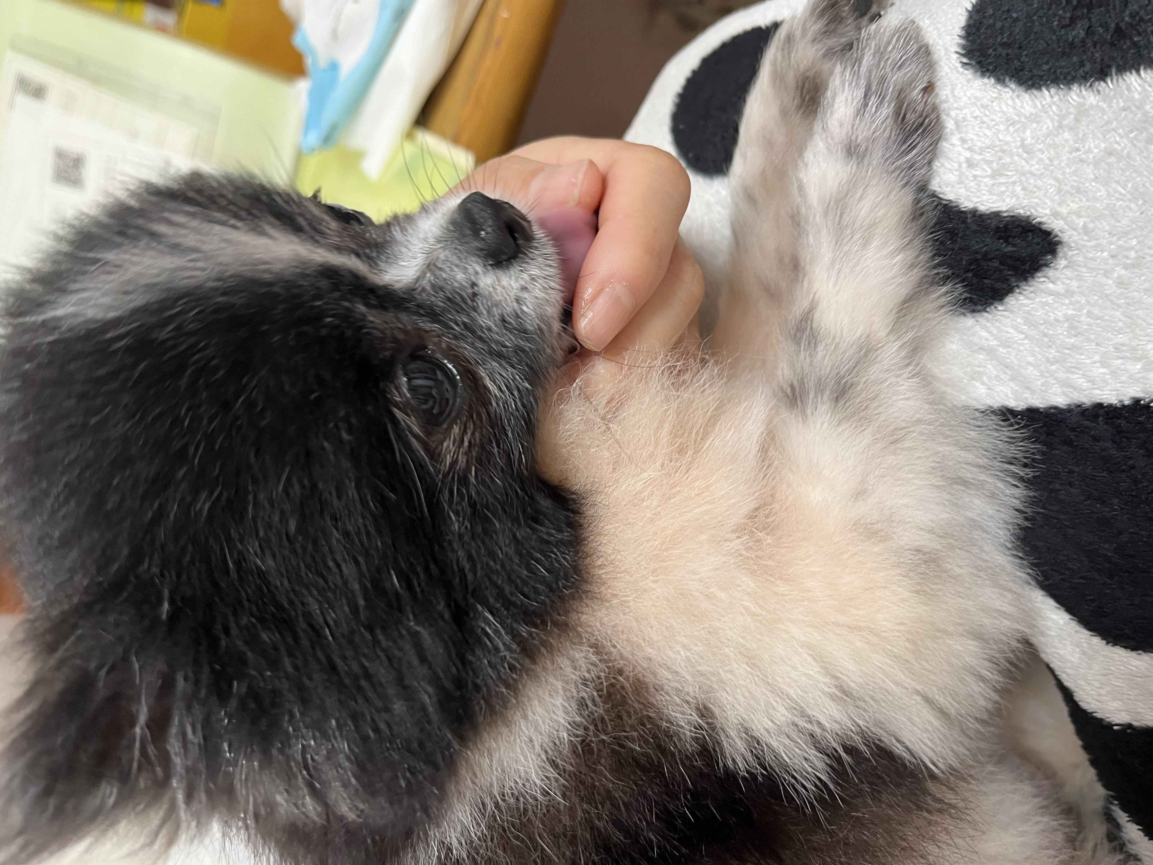 보령번식장 퐁퐁이예요~