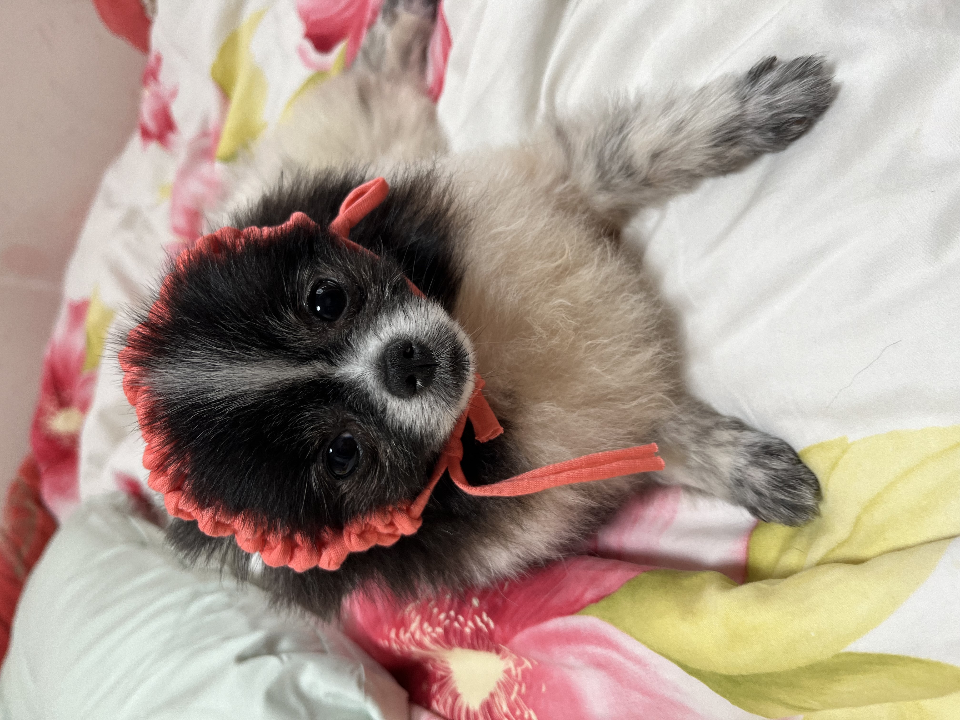 보령번식장 퐁퐁이예요~