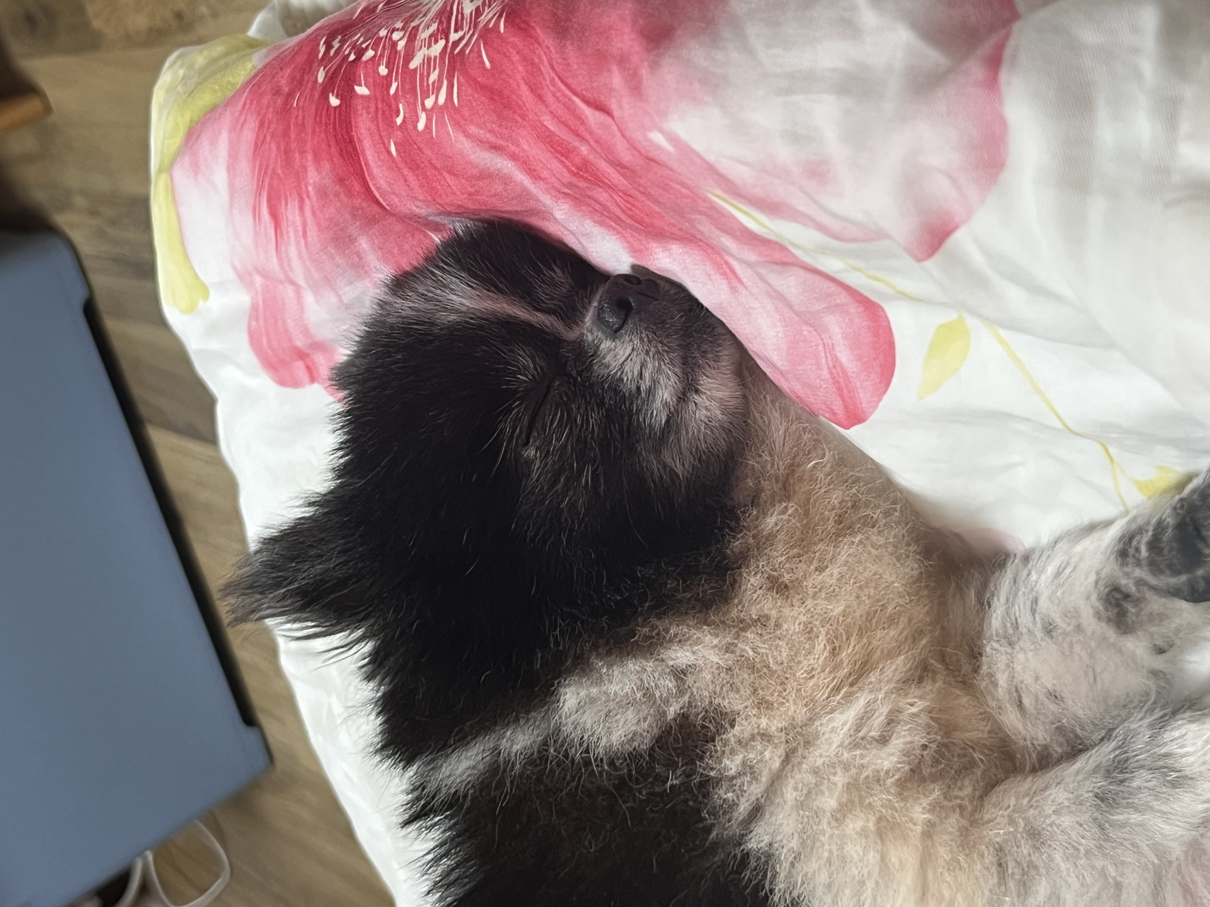 보령번식장 퐁퐁이예요~