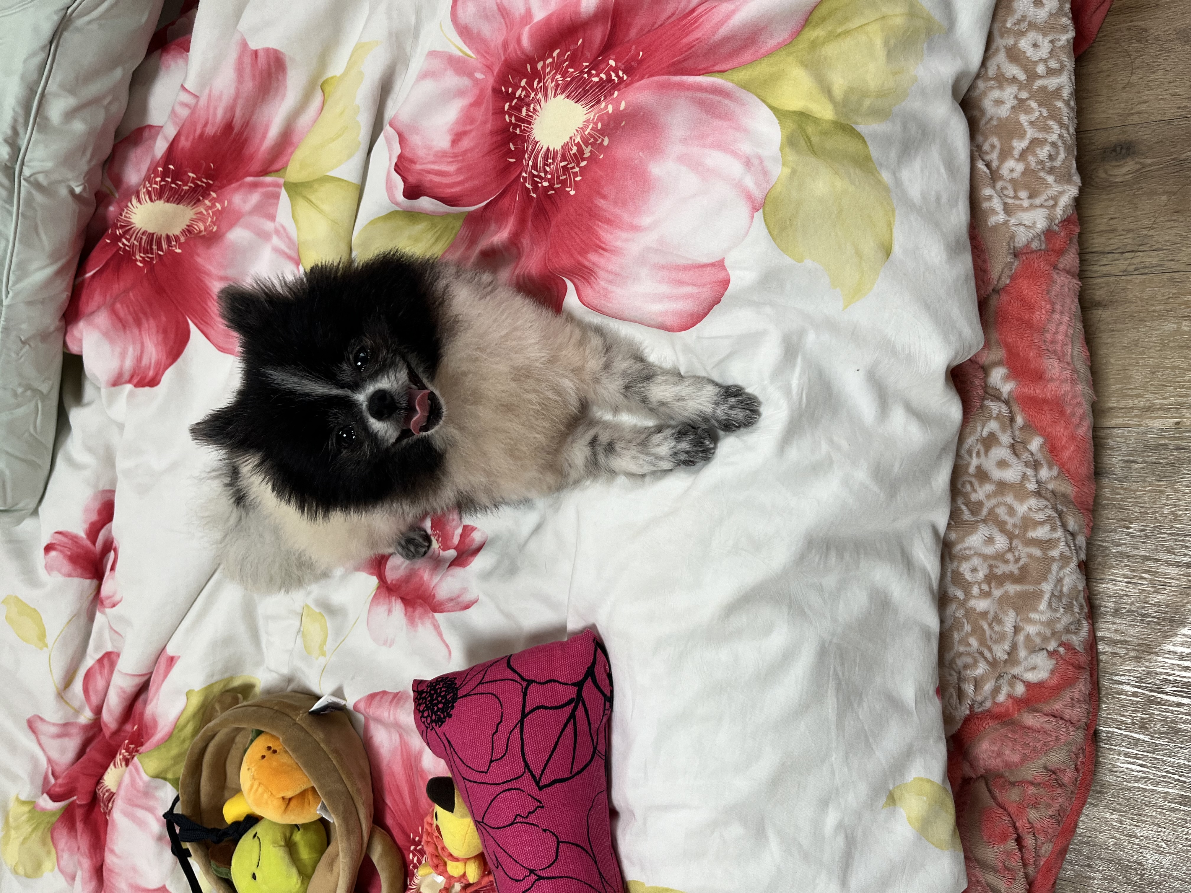 보령번식장 퐁퐁이예요~