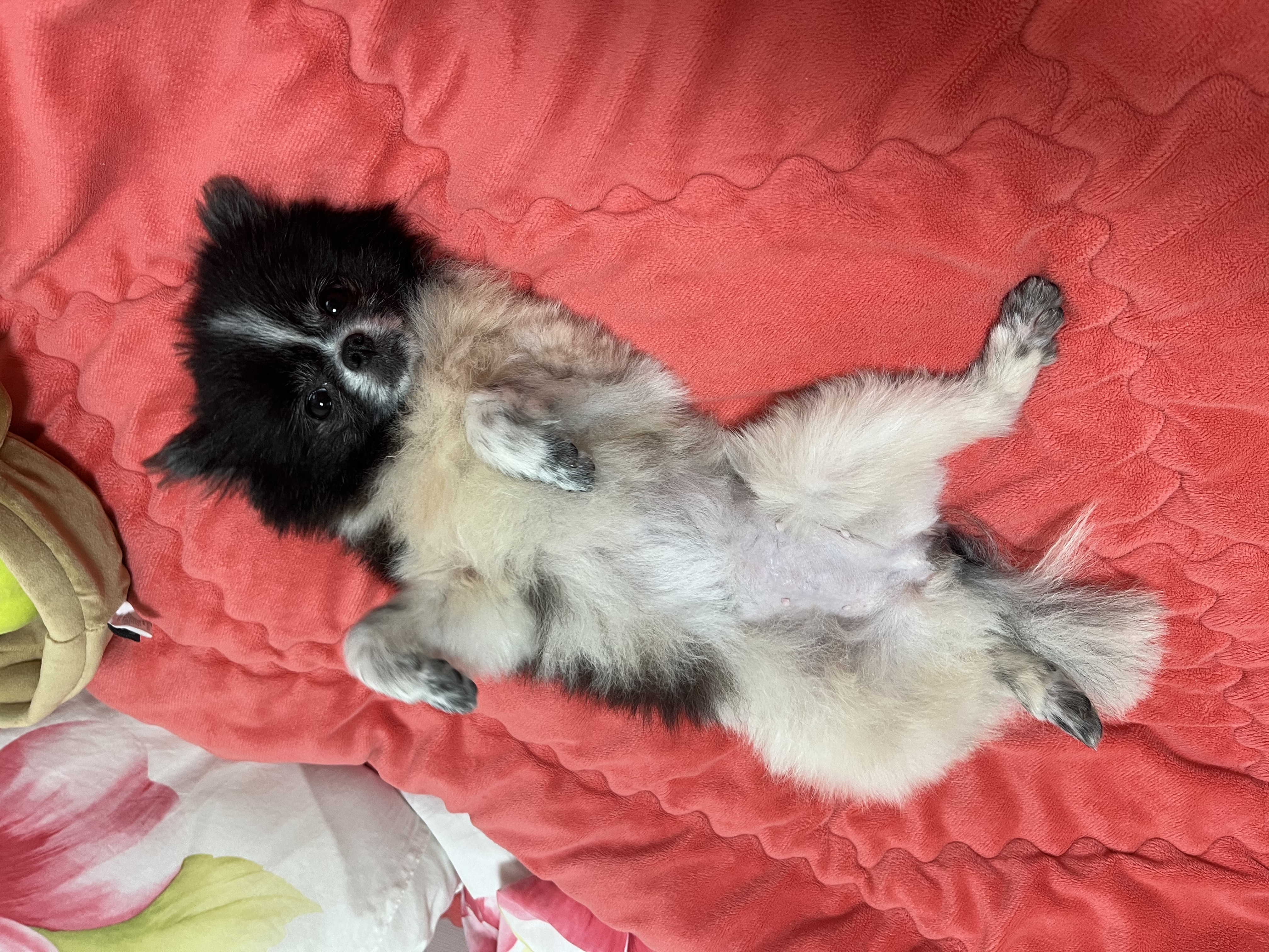 보령번식장 퐁퐁이예요~