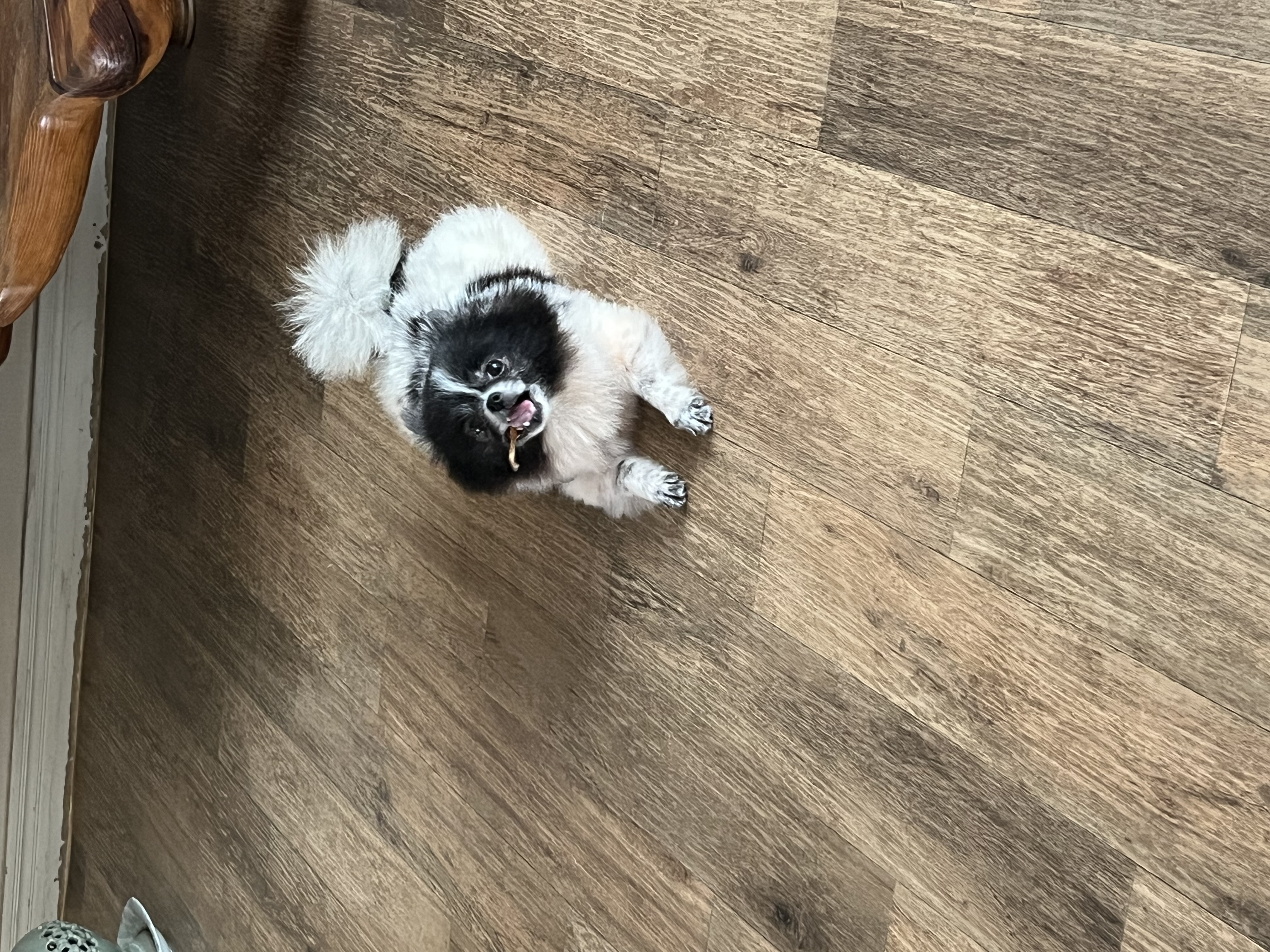 보령번식장 퐁퐁이예요~