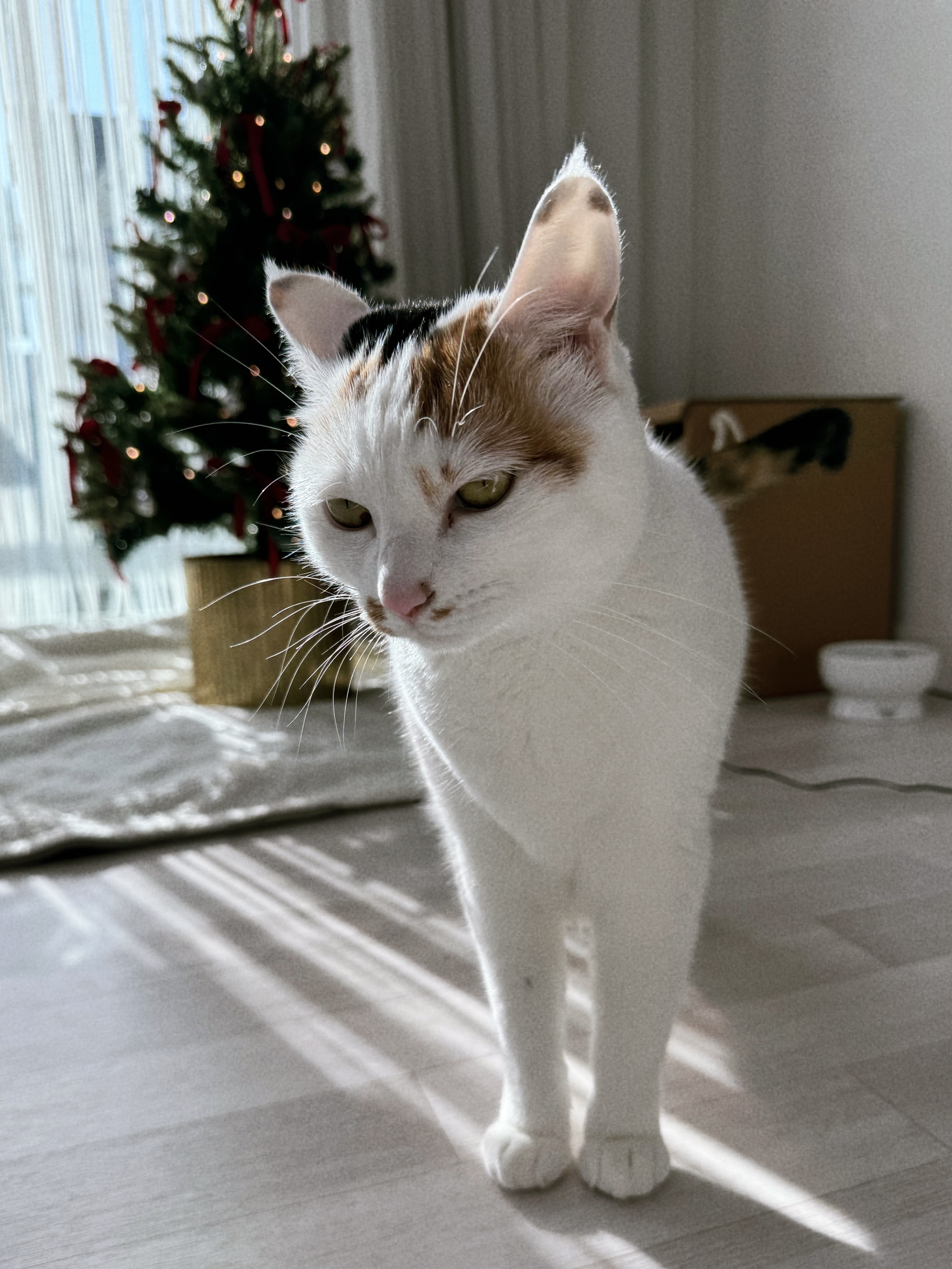 앵두와 함께하는 크리스마스🎄🍒