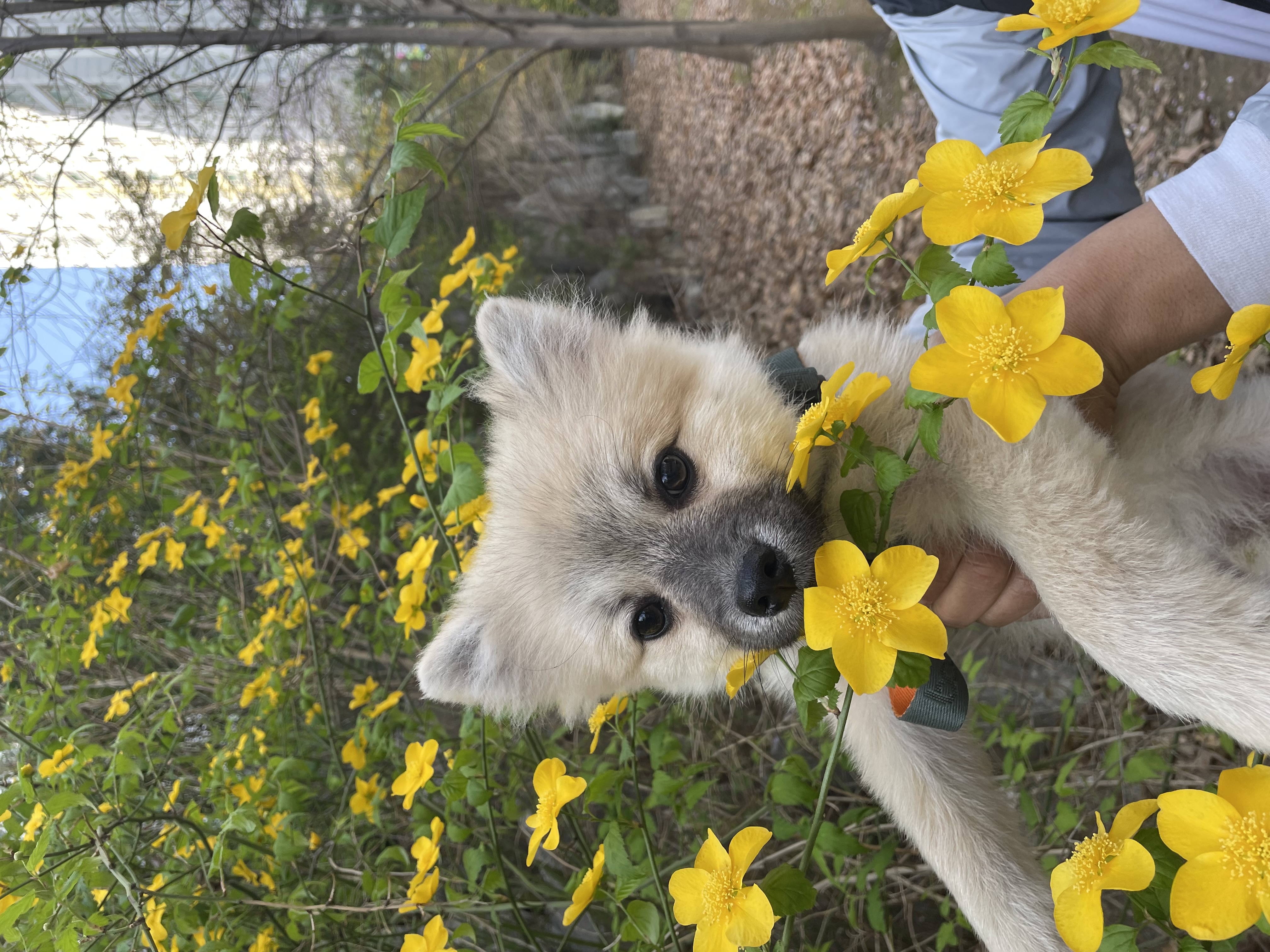 후추(보령번식장-보령이) 한달 후기