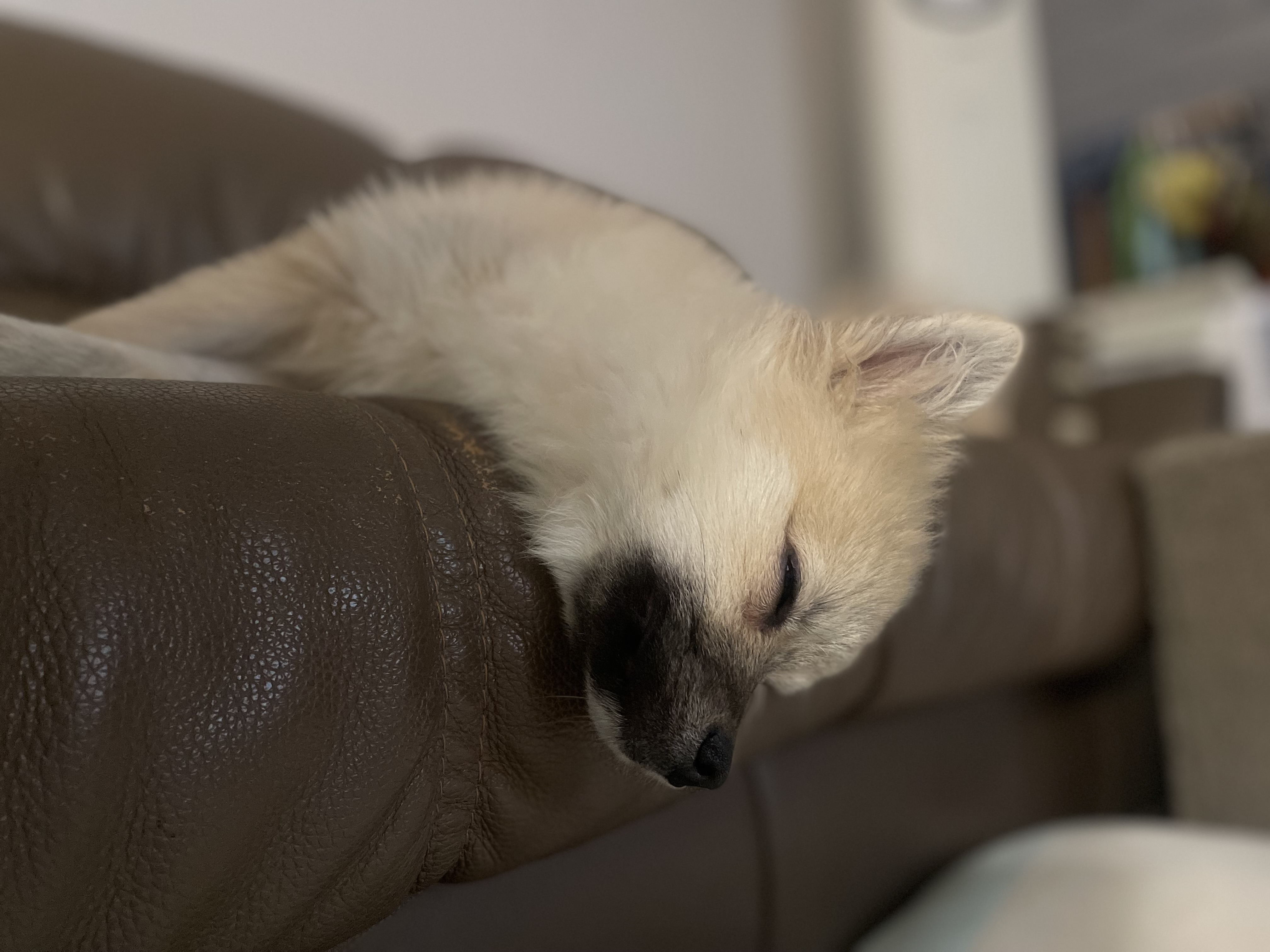 후추(보령번식장-보령이) 한달 후기