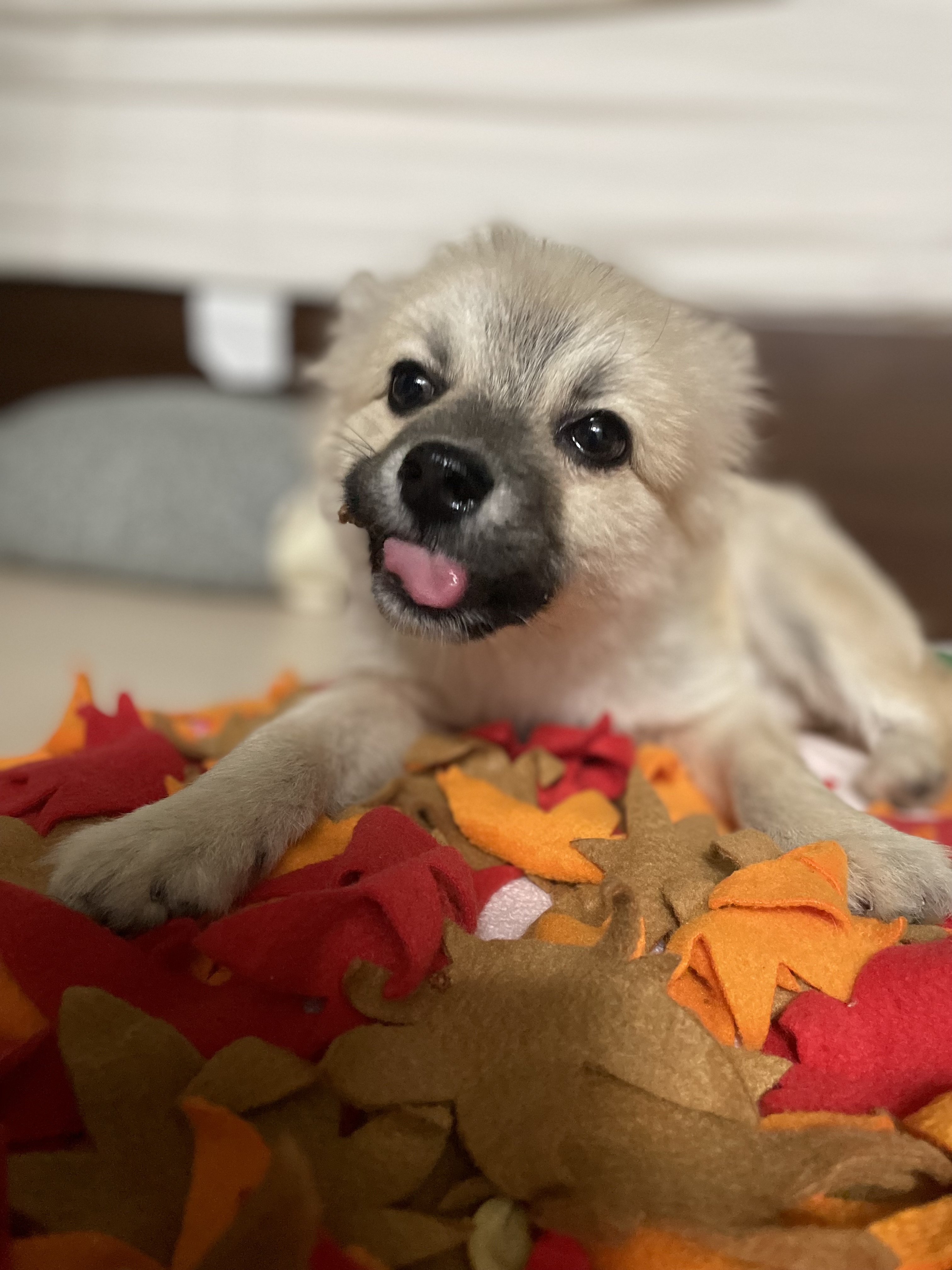 후추(보령번식장-보령이) 한달 후기