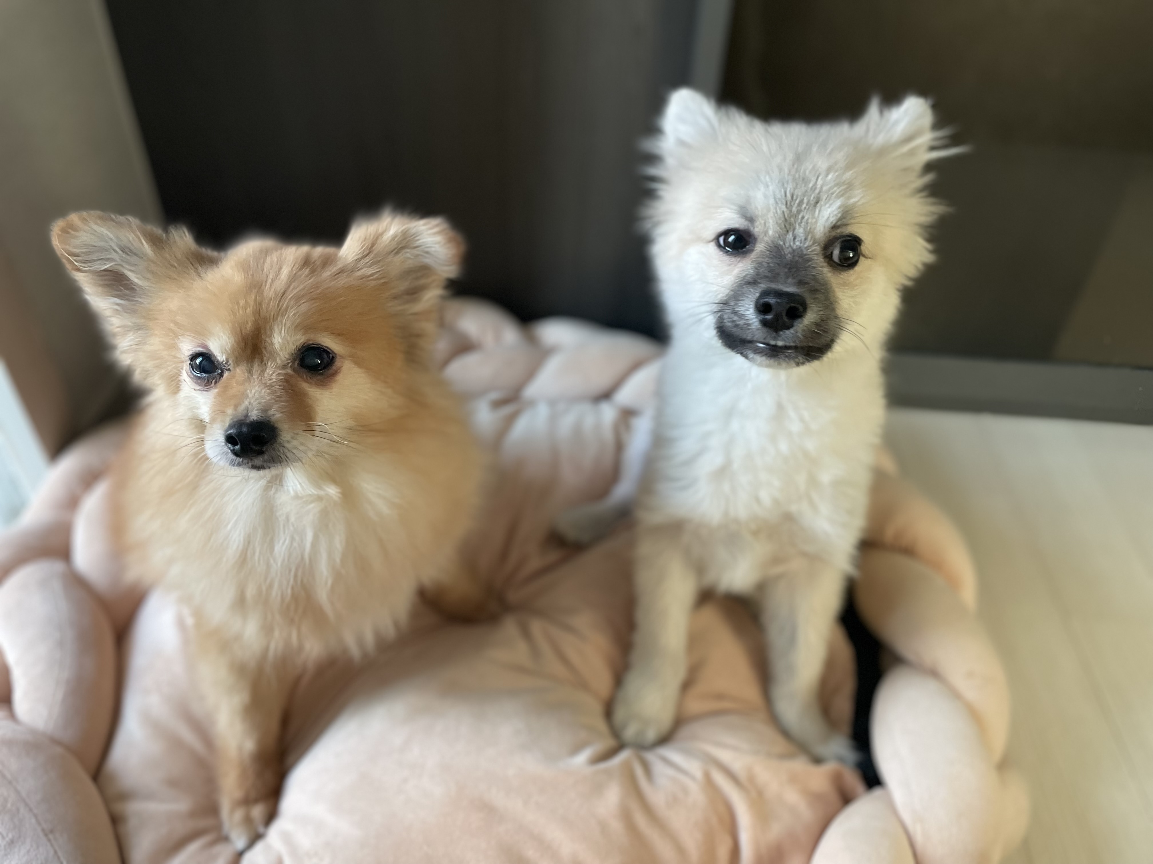 후추(보령번식장-보령이) 한달 후기