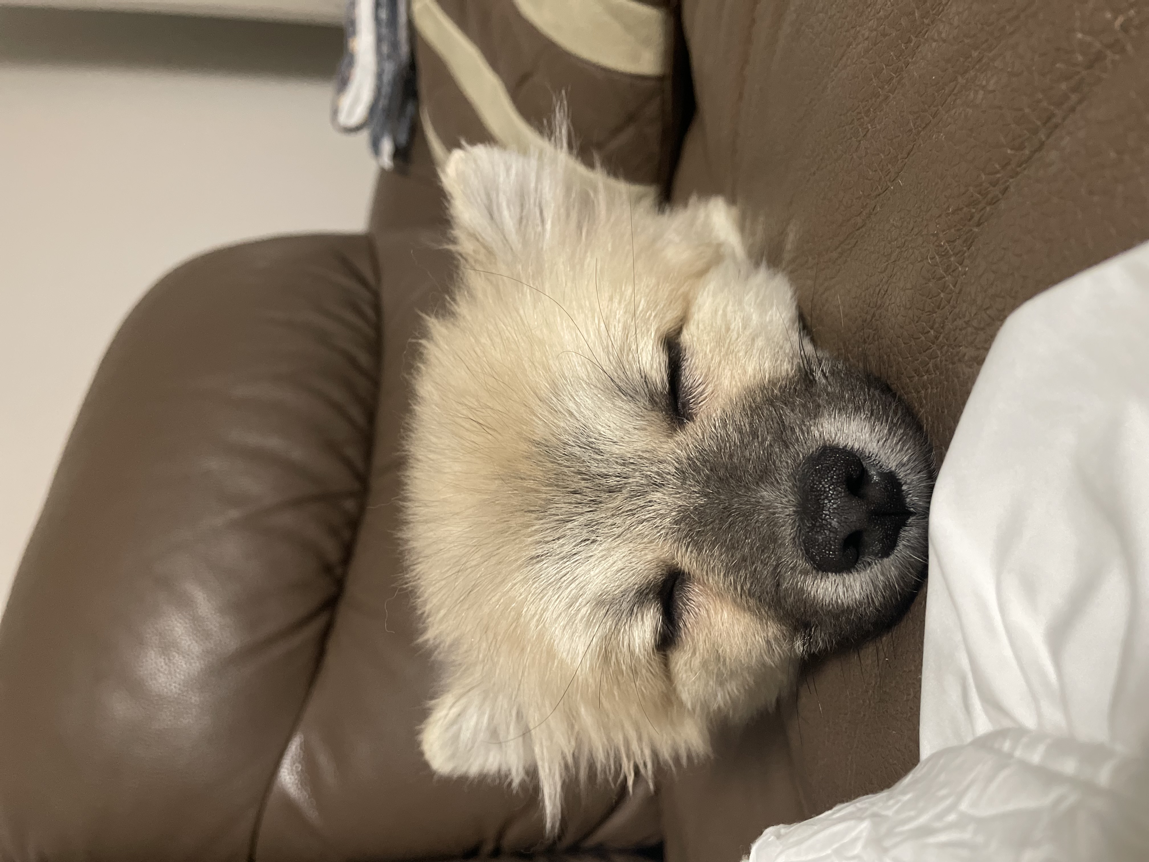 후추(보령번식장-보령이) 한달 후기