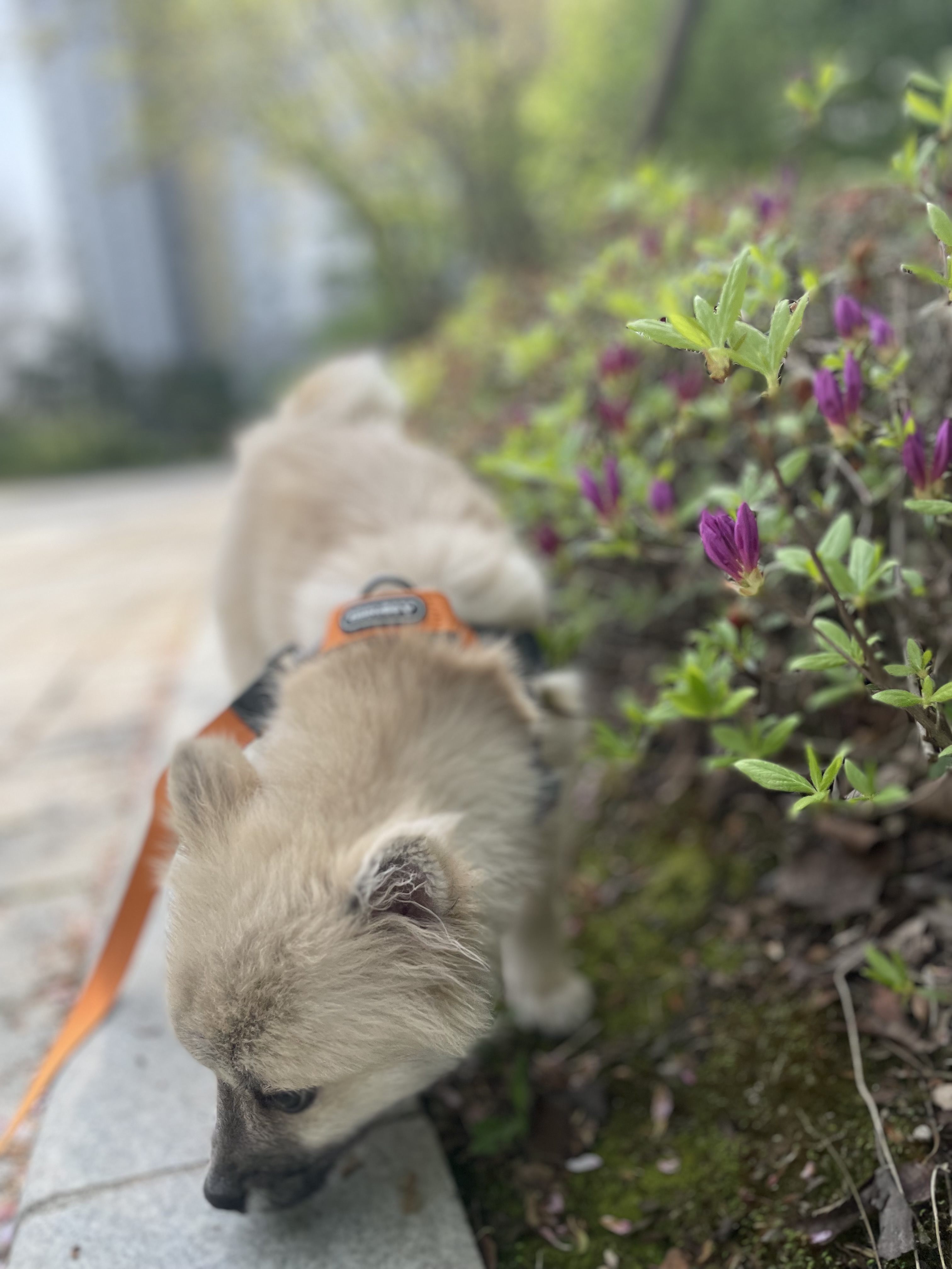 후추(보령번식장-보령이) 한달 후기