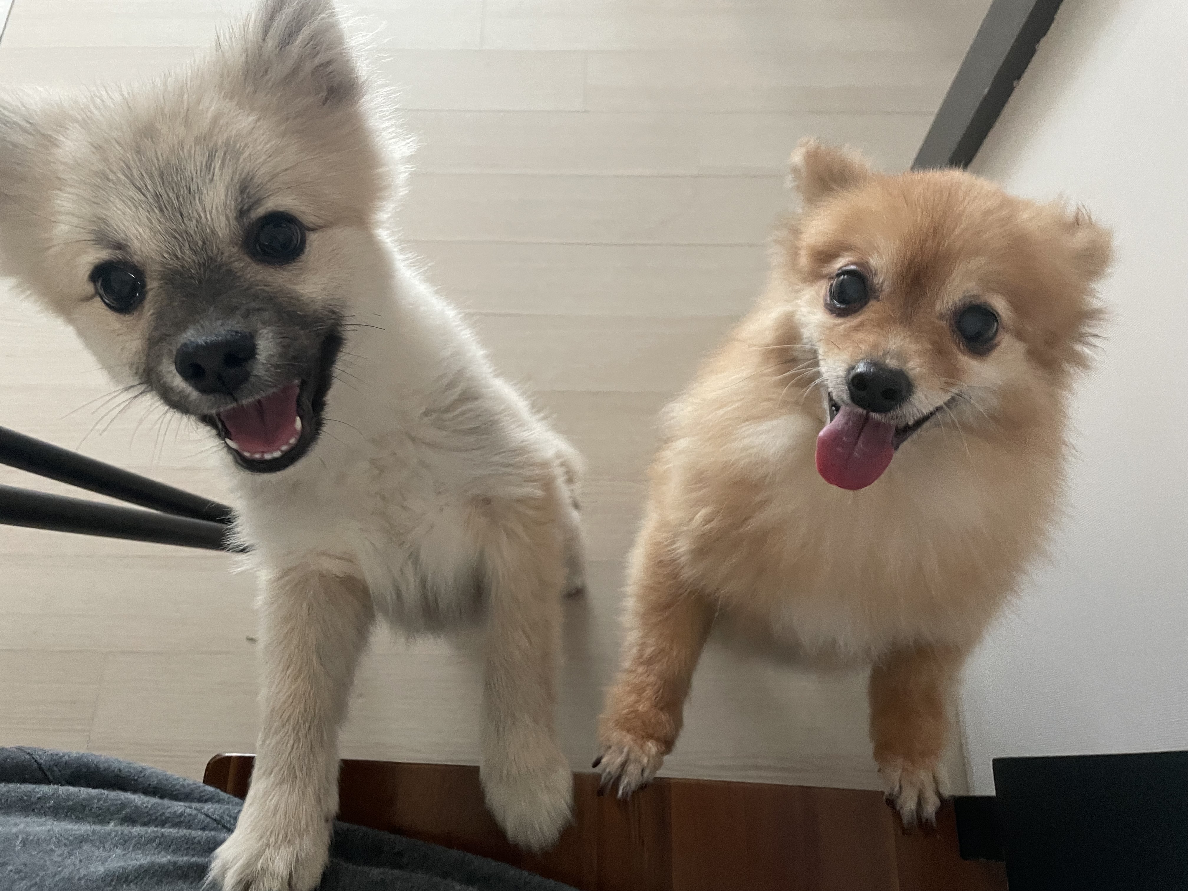 후추(보령번식장-보령이) 한달 후기