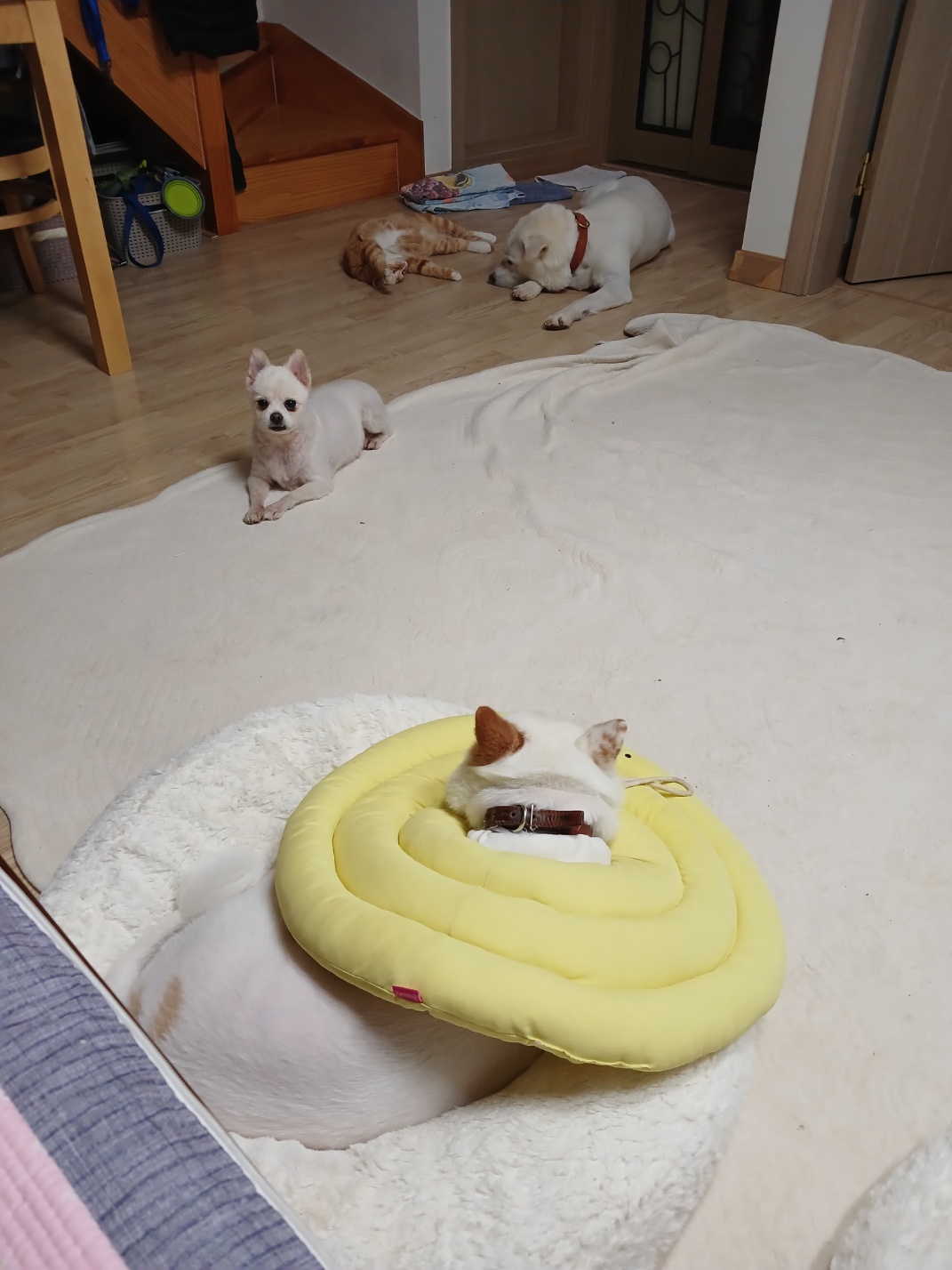 하뽀 임시보호 일주일째 그간의 사진들입니다