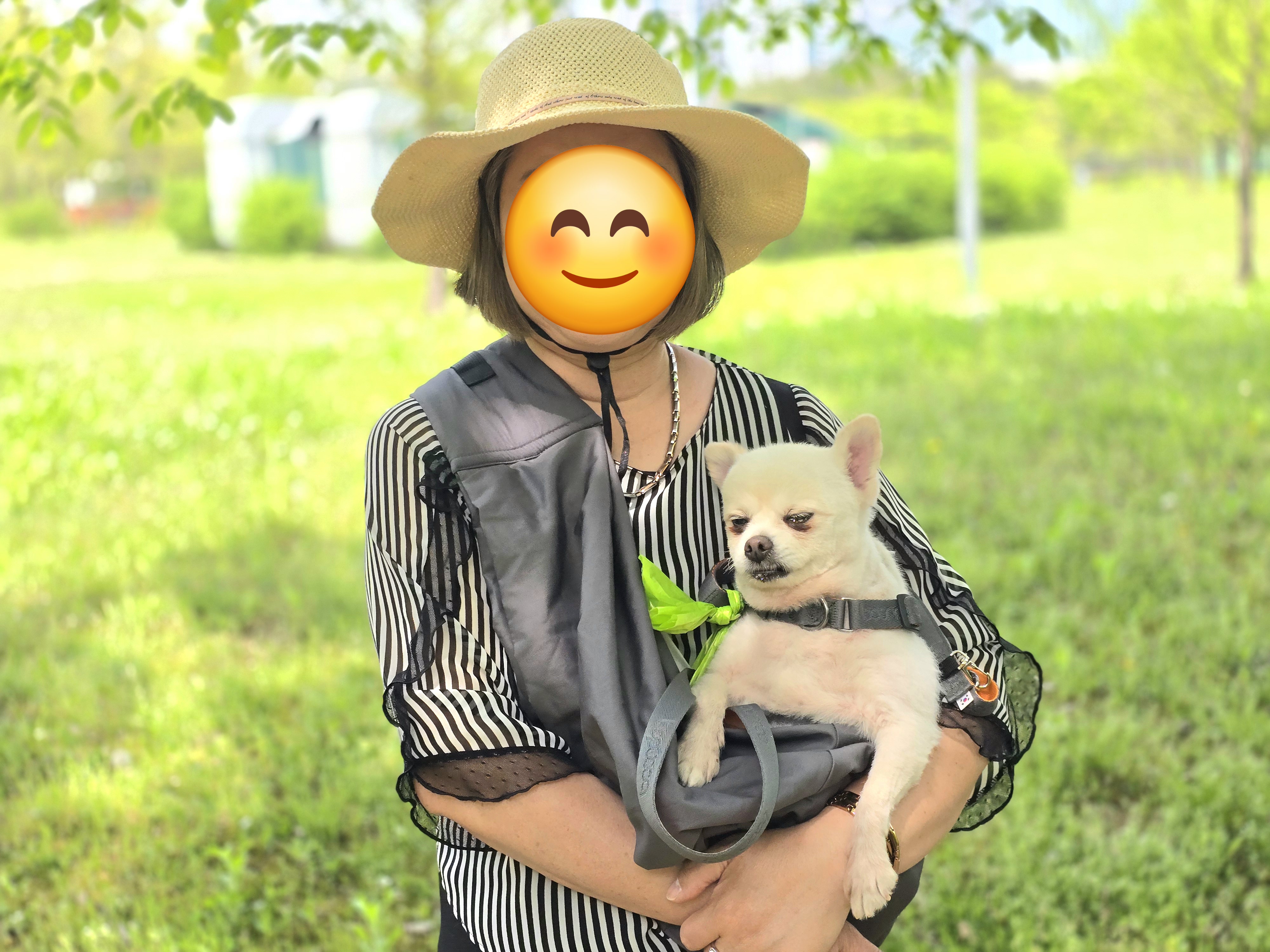 하뽀 임시보호 일주일째 그간의 사진들입니다